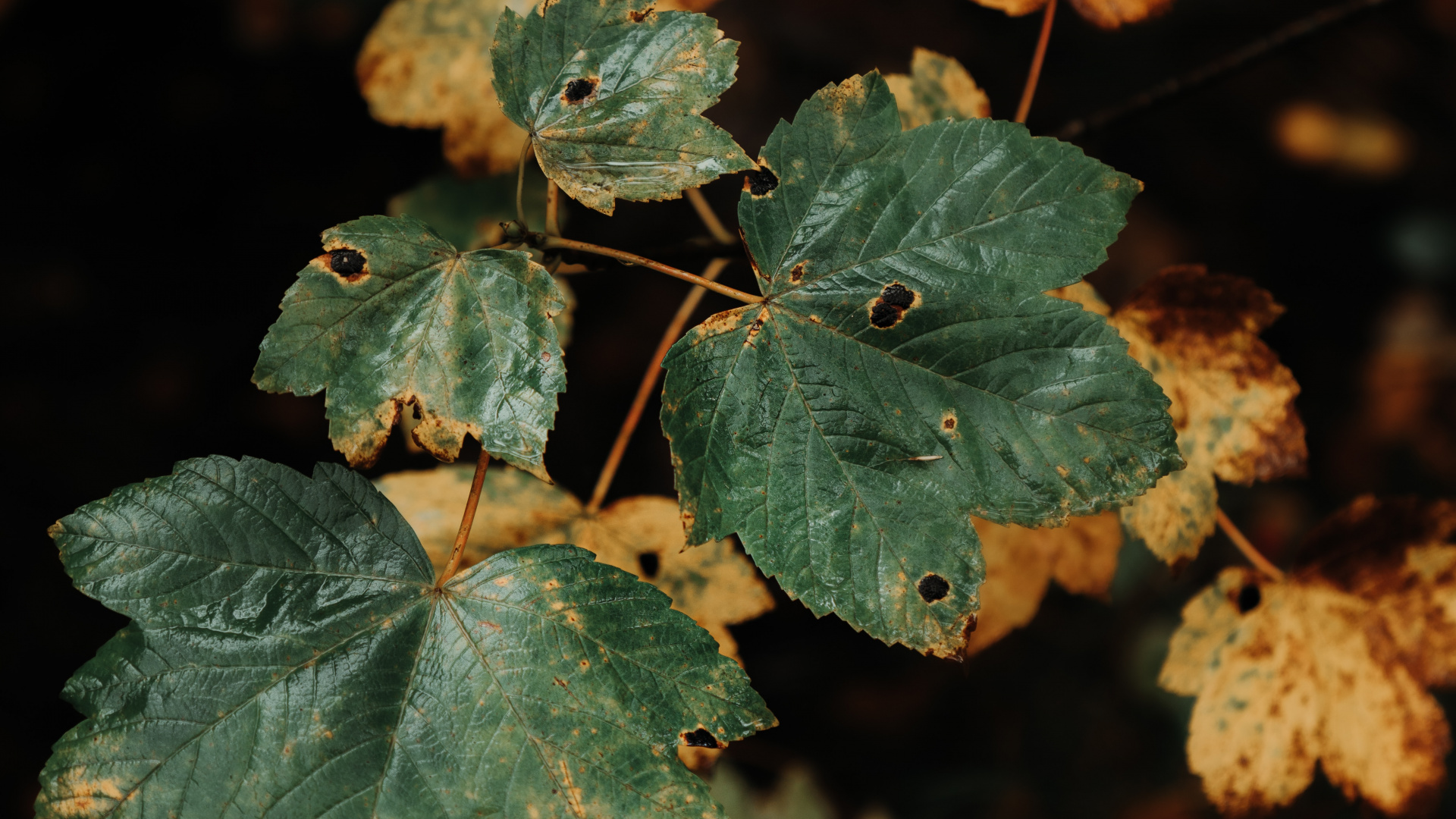 Green and Brown Leaves in Tilt Shift Lens. Wallpaper in 1920x1080 Resolution