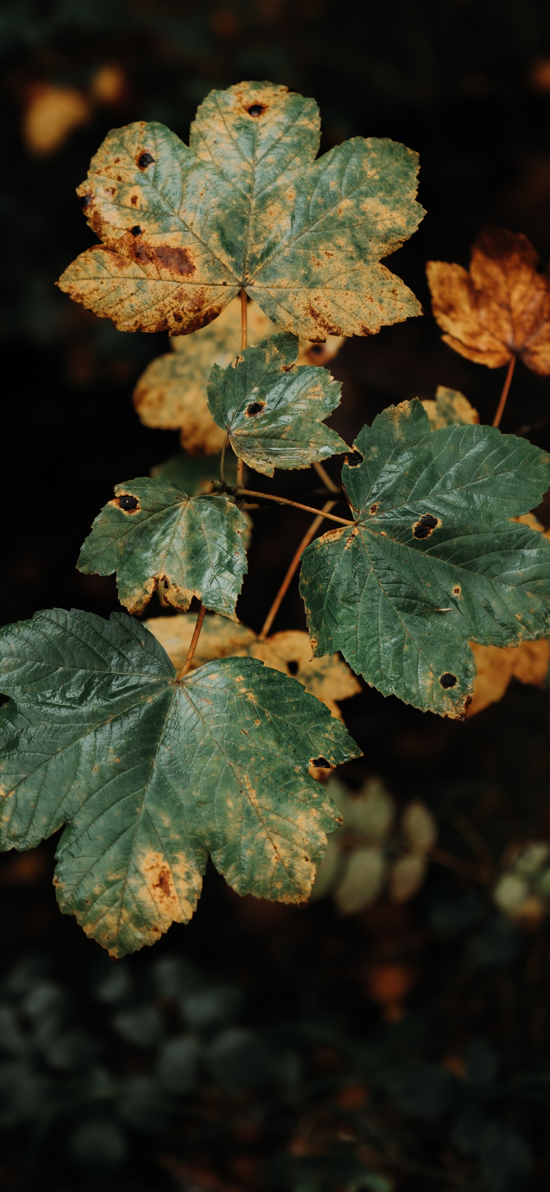 Hojas Verdes y Marrones en la Lente de Cambio de Inclinación. Wallpaper in 1125x2436 Resolution