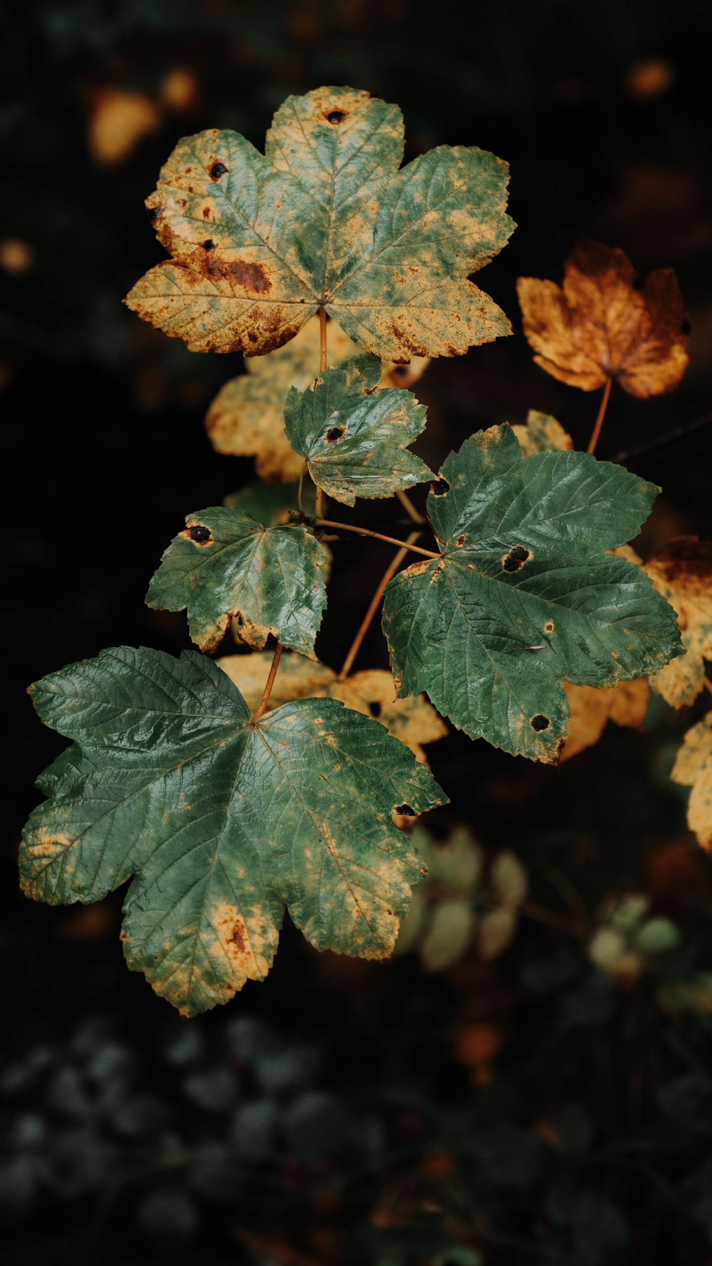 Hojas Verdes y Marrones en la Lente de Cambio de Inclinación. Wallpaper in 1440x2560 Resolution