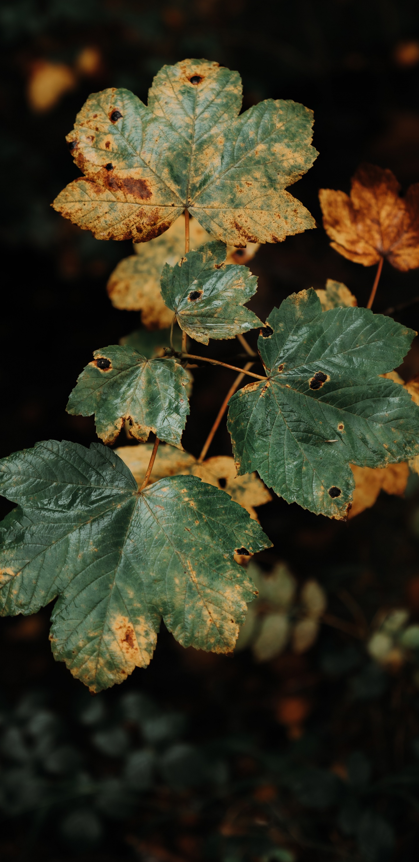 Hojas Verdes y Marrones en la Lente de Cambio de Inclinación. Wallpaper in 1440x2960 Resolution