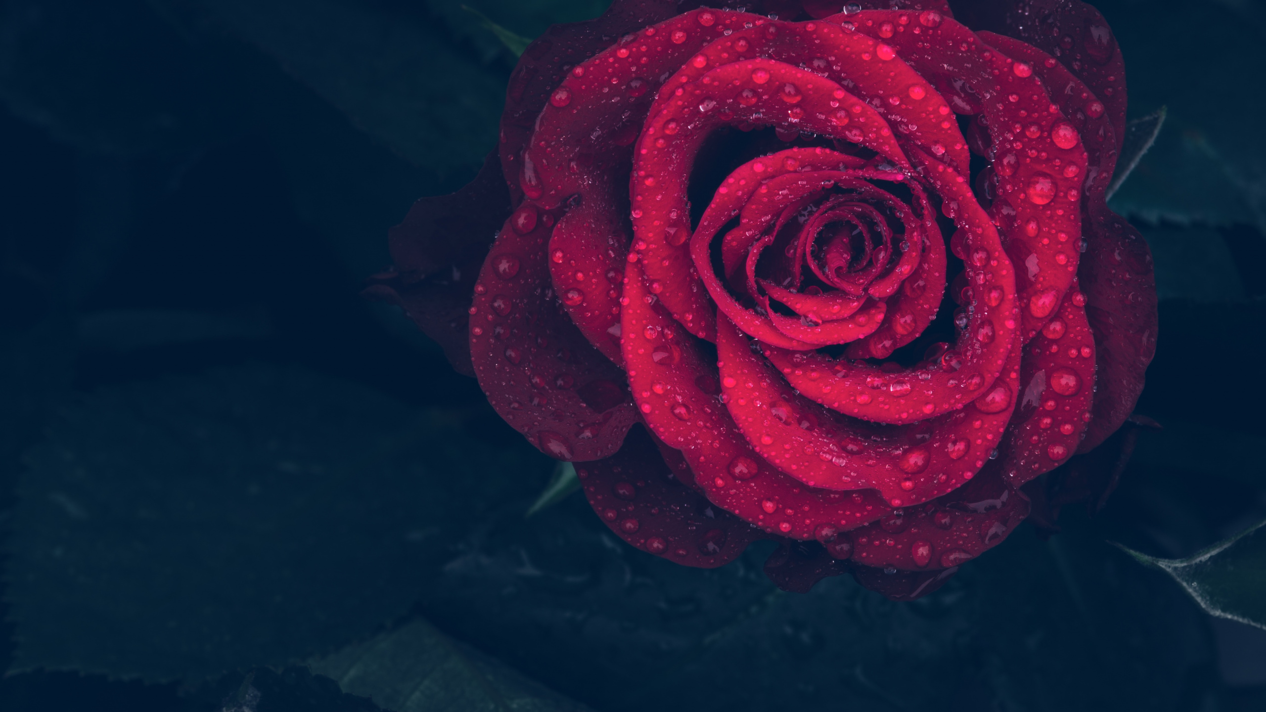 Rote Rose Mit Wassertropfen. Wallpaper in 2560x1440 Resolution
