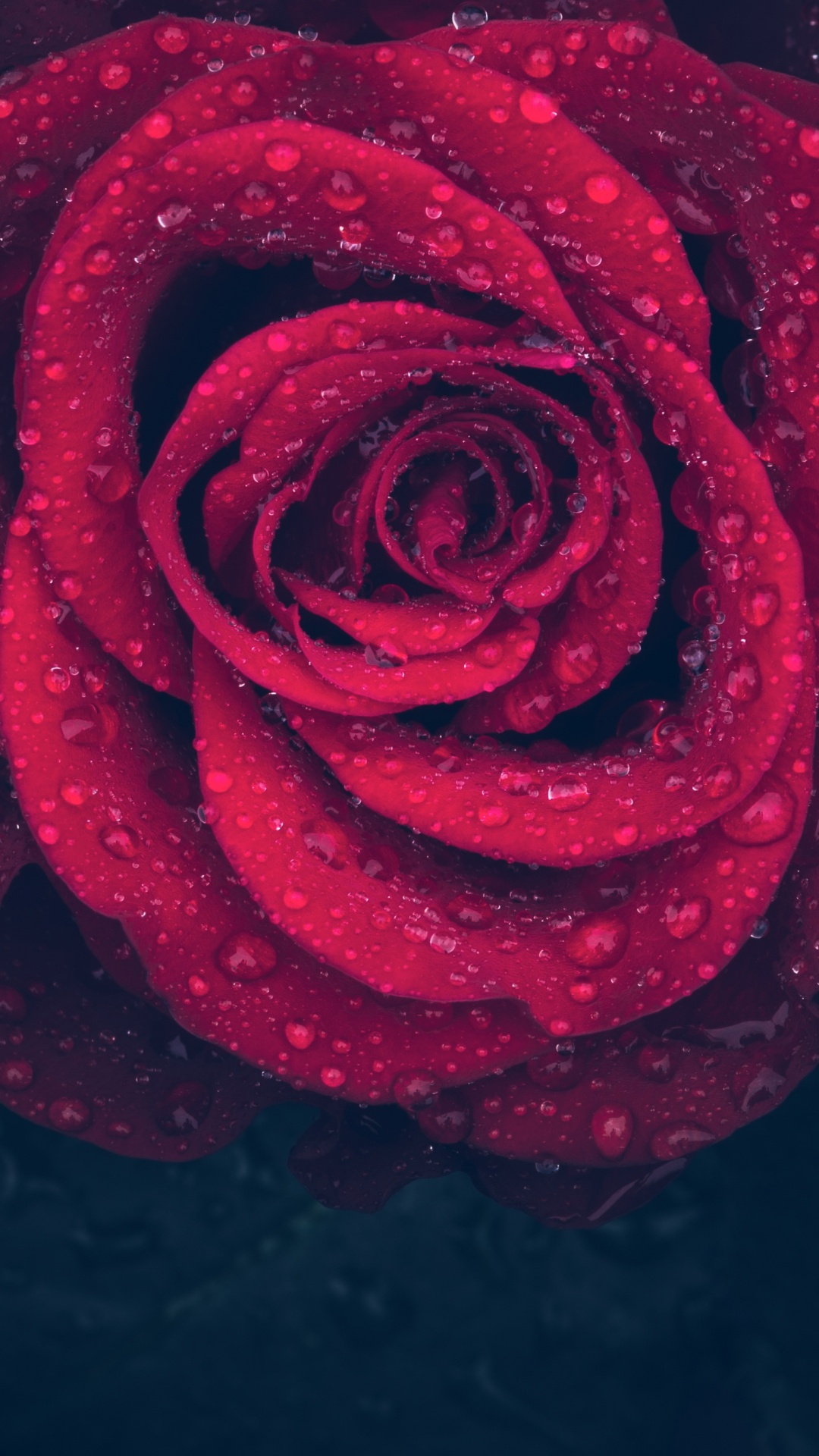 Rosa Roja Con Gotas de Agua. Wallpaper in 1080x1920 Resolution
