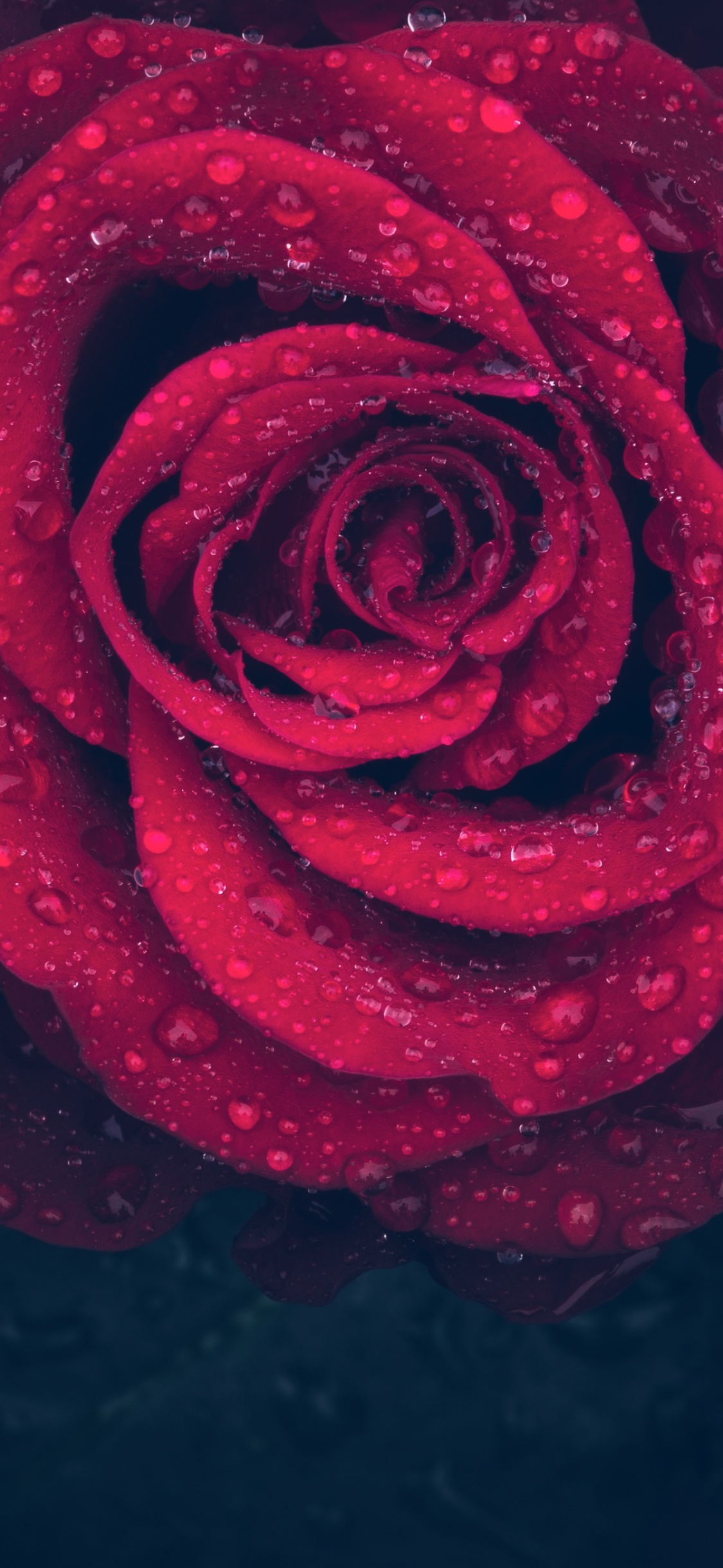 Red Rose With Water Droplets. Wallpaper in 1125x2436 Resolution