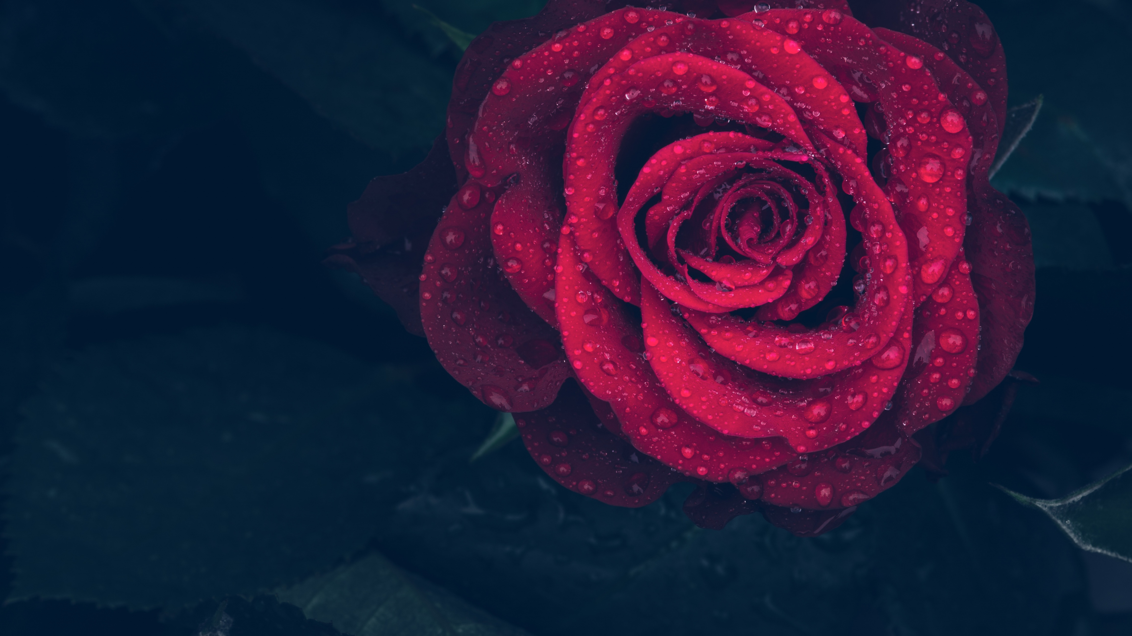 Red Rose With Water Droplets. Wallpaper in 3840x2160 Resolution