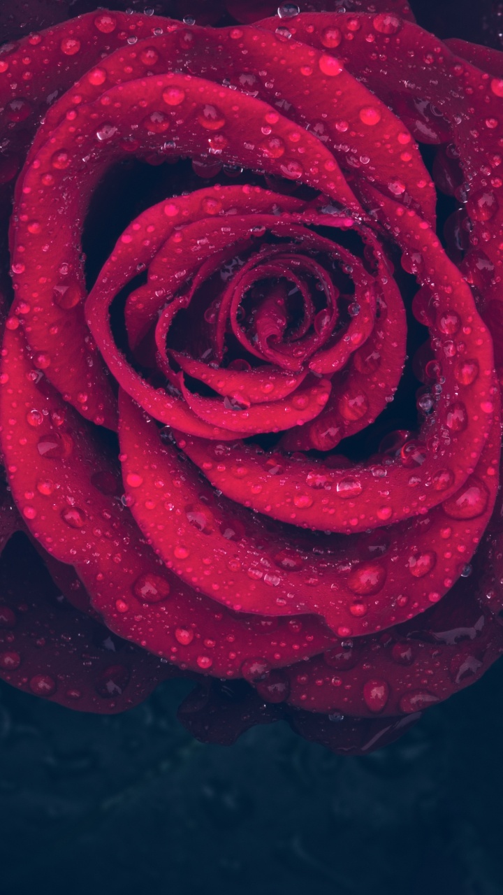 Red Rose With Water Droplets. Wallpaper in 720x1280 Resolution