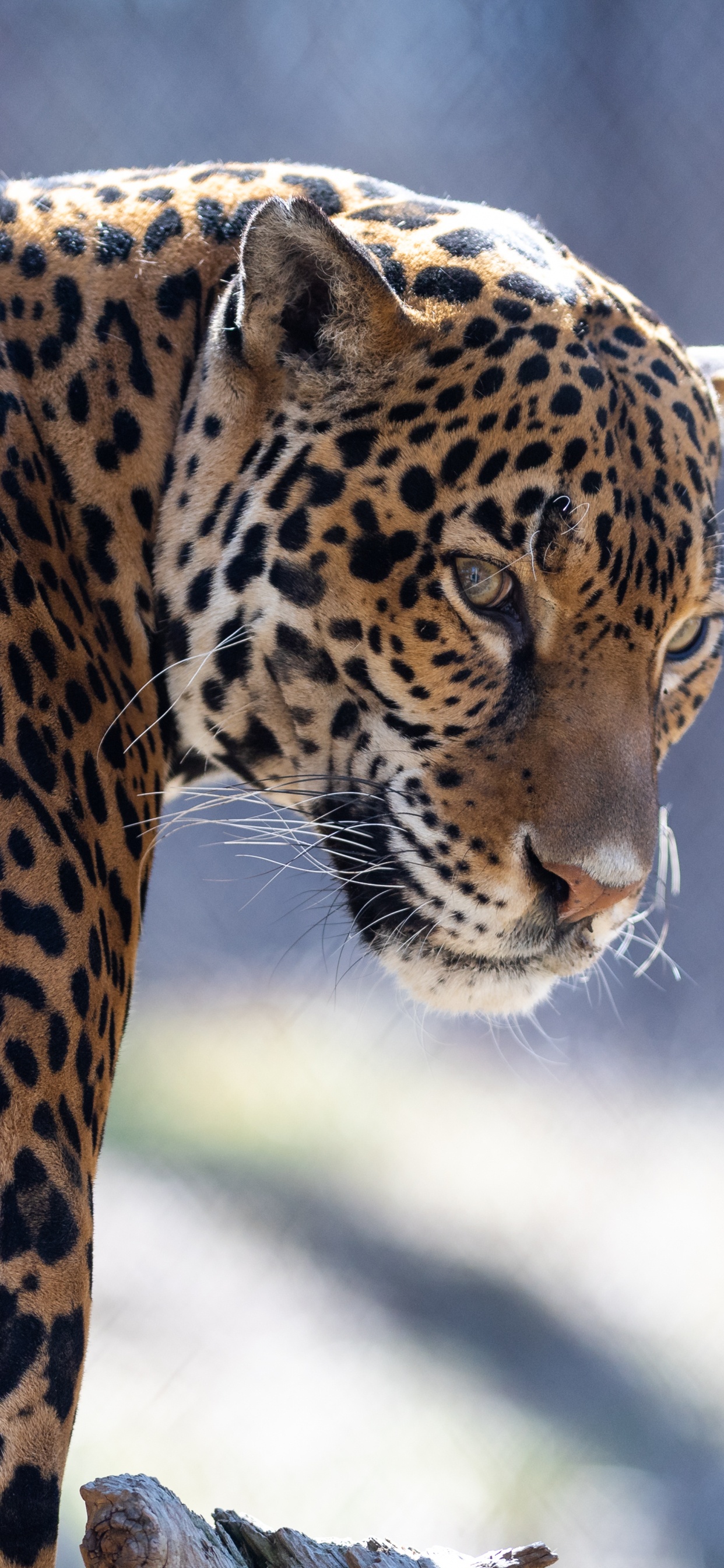 Leopardo Marrón y Negro en Fotografía de Cerca. Wallpaper in 1242x2688 Resolution