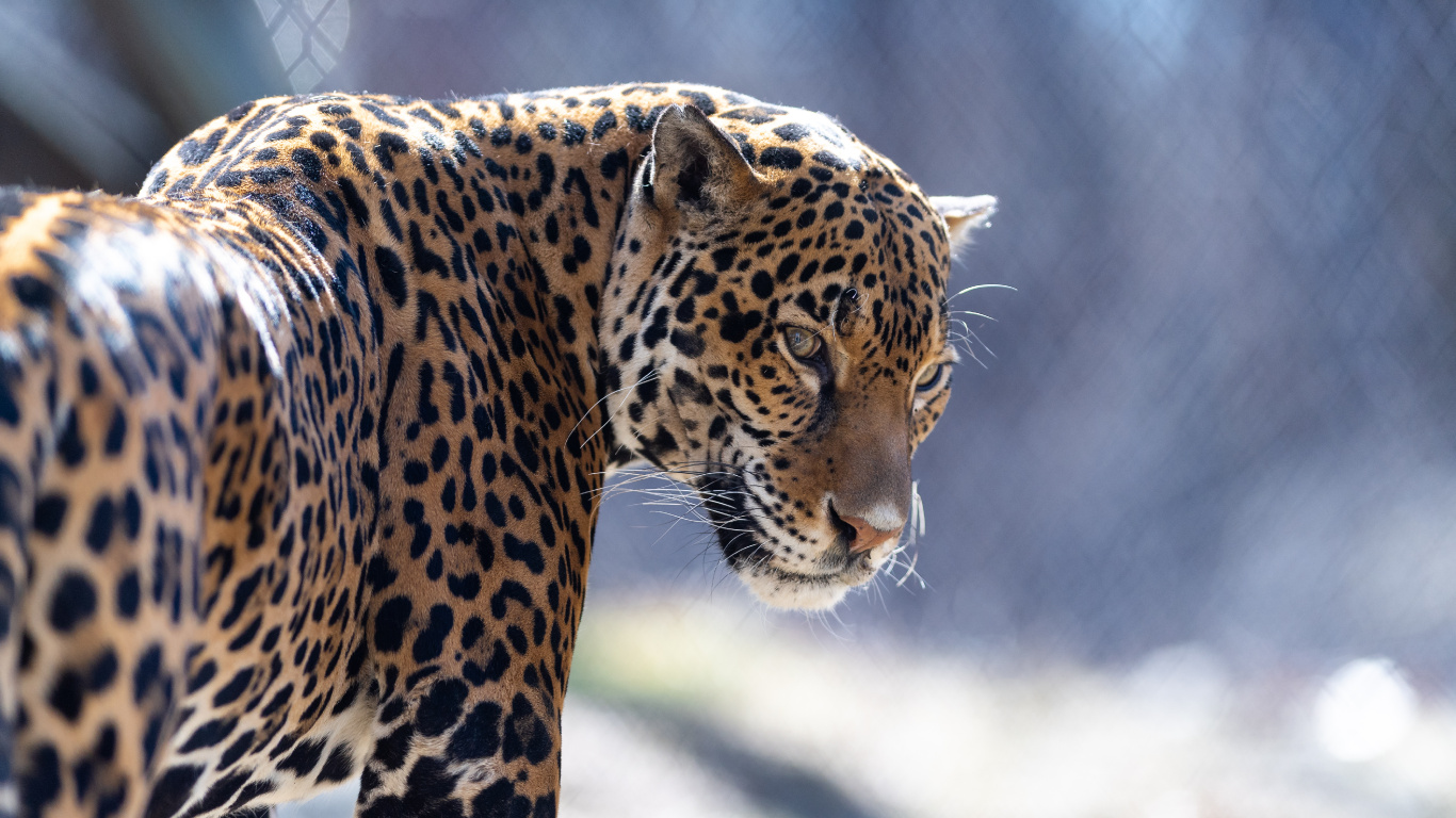 Leopardo Marrón y Negro en Fotografía de Cerca. Wallpaper in 1366x768 Resolution