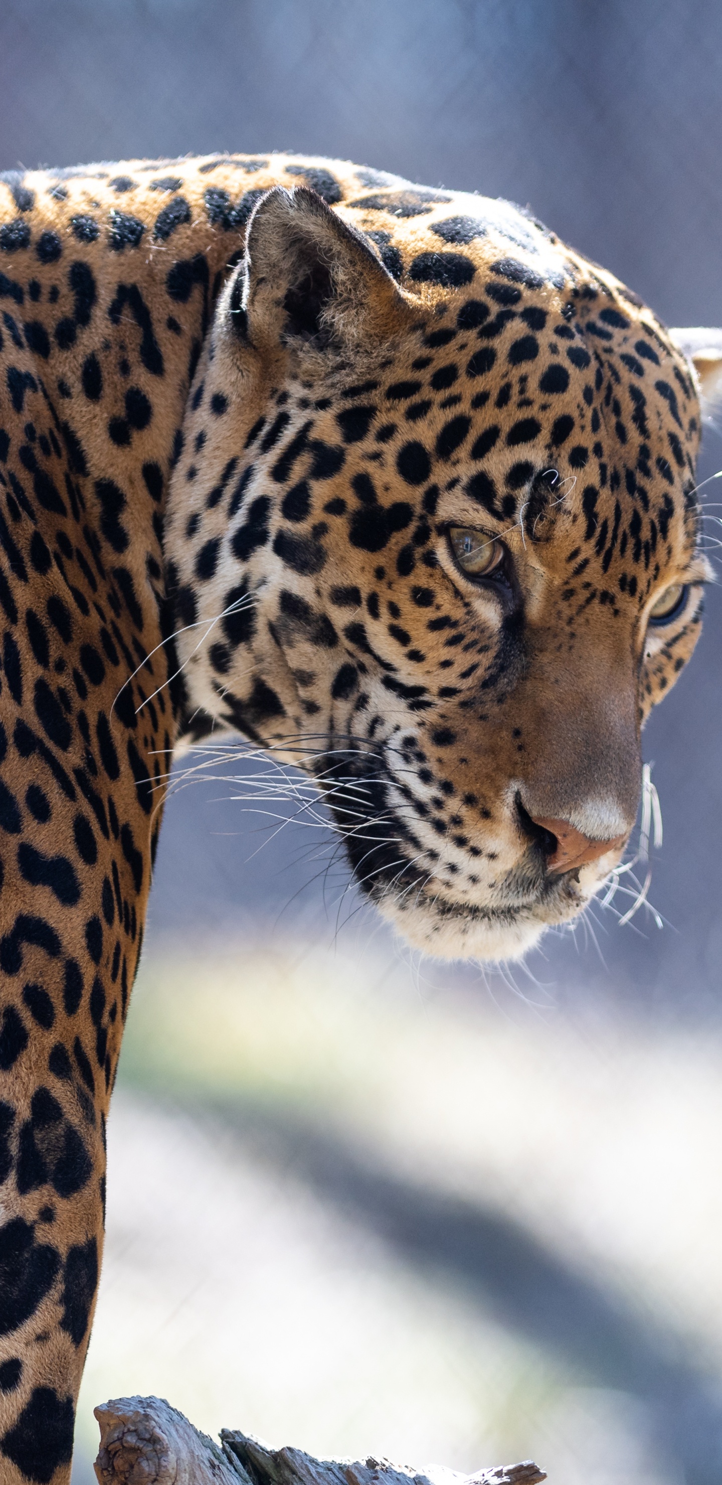 Leopardo Marrón y Negro en Fotografía de Cerca. Wallpaper in 1440x2960 Resolution