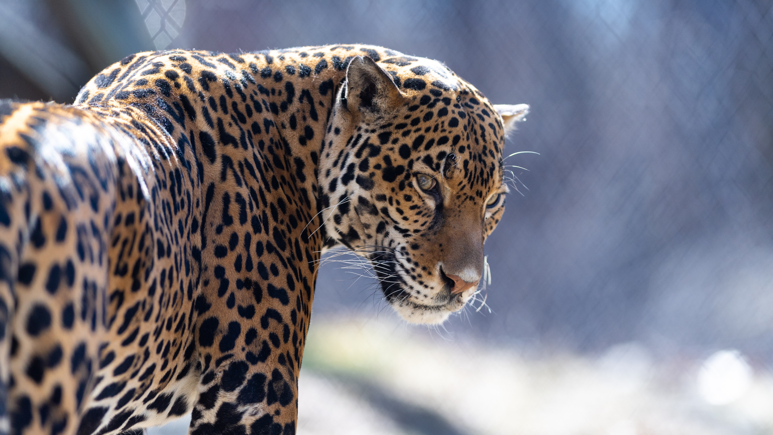 Leopardo Marrón y Negro en Fotografía de Cerca. Wallpaper in 2560x1440 Resolution