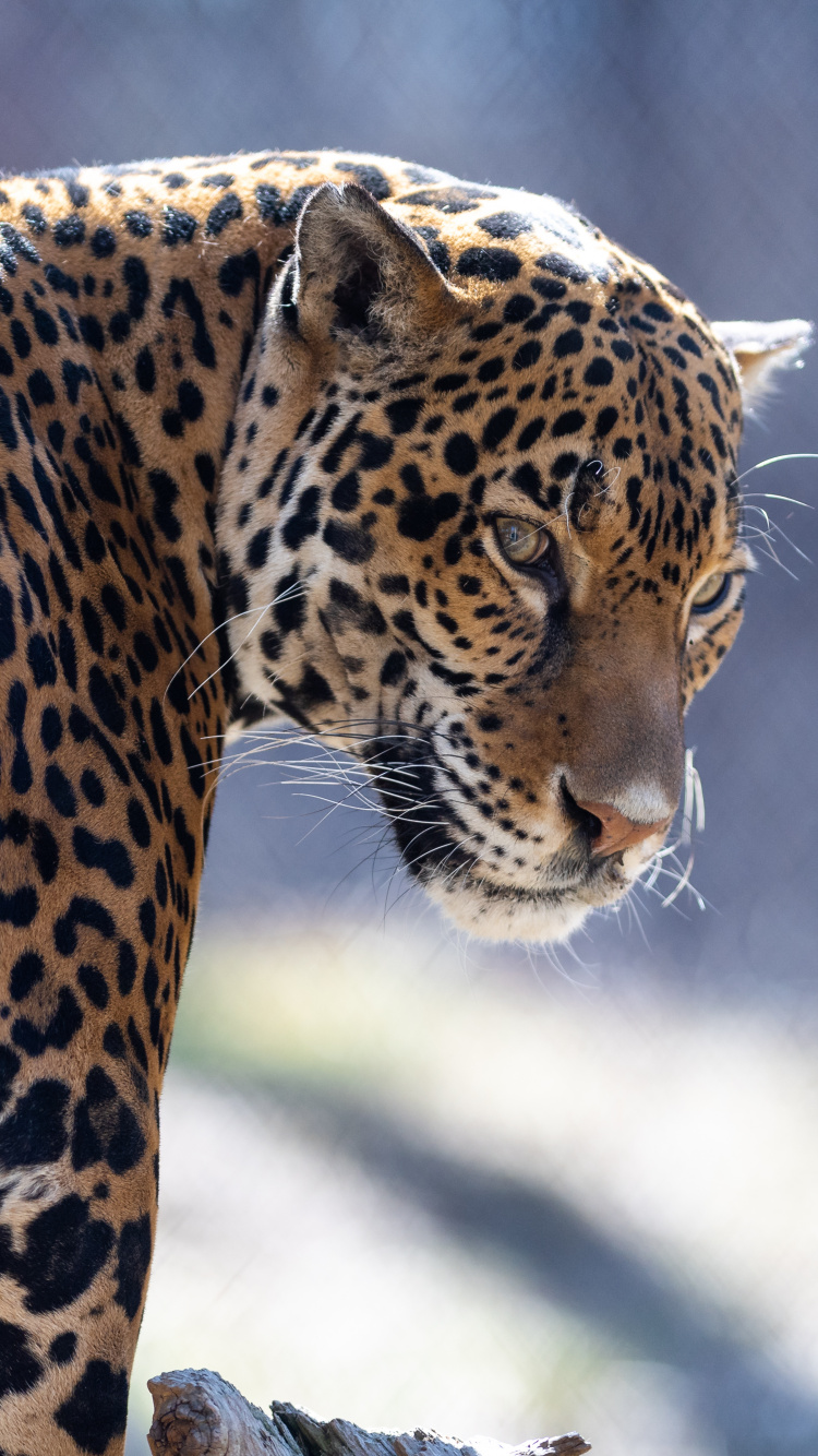 Brauner Und Schwarzer Leopard in Nahaufnahme. Wallpaper in 750x1334 Resolution