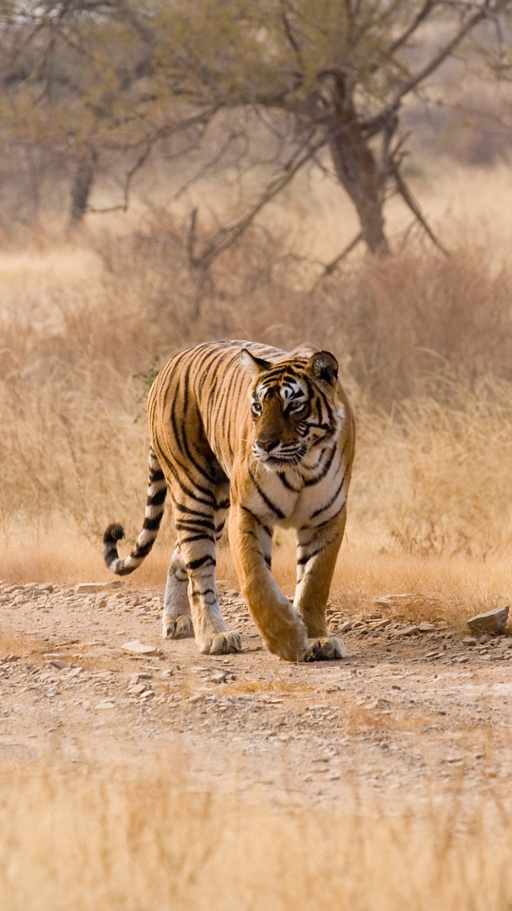 Tigre Marchant Sur un Champ Brun Pendant la Journée. Wallpaper in 720x1280 Resolution