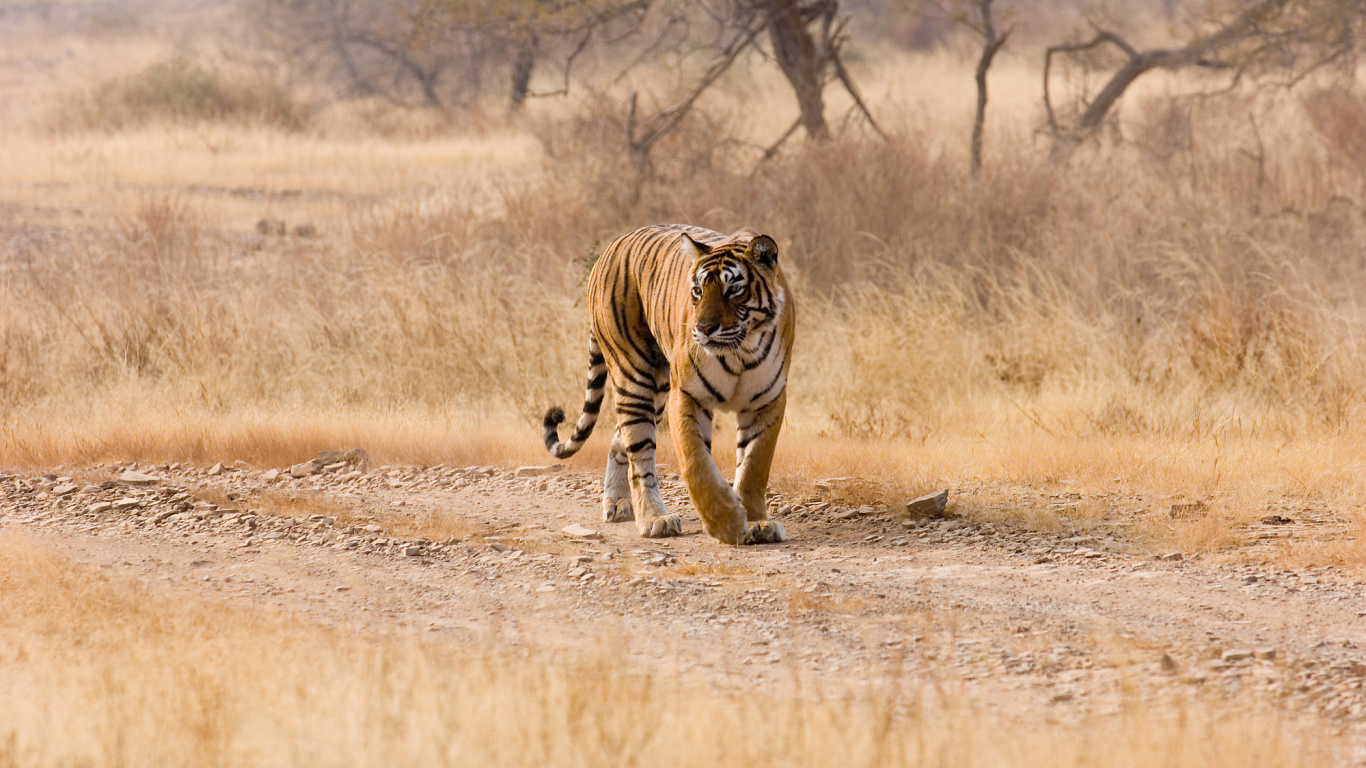 Tigre Caminando Sobre Campo Marrón Durante el Día. Wallpaper in 1366x768 Resolution