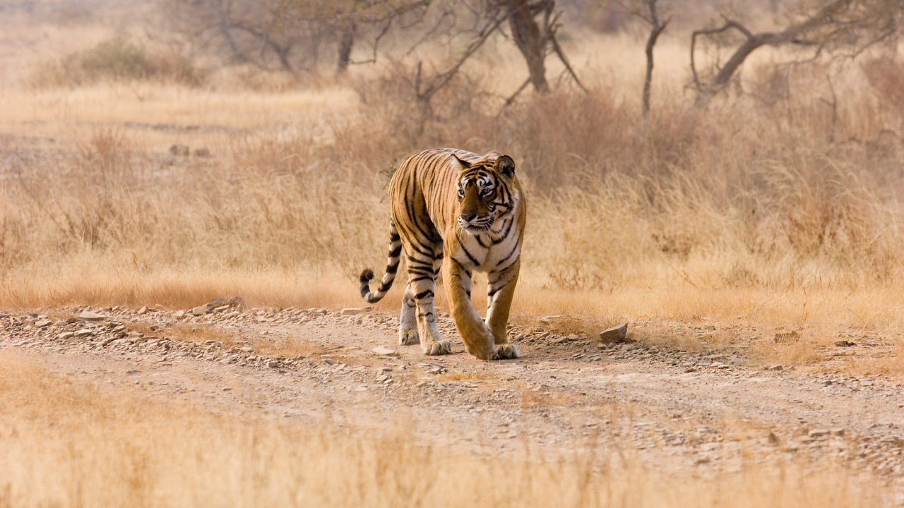 Tiger, Der Tagsüber Auf Braunem Feld Läuft. Wallpaper in 1280x720 Resolution