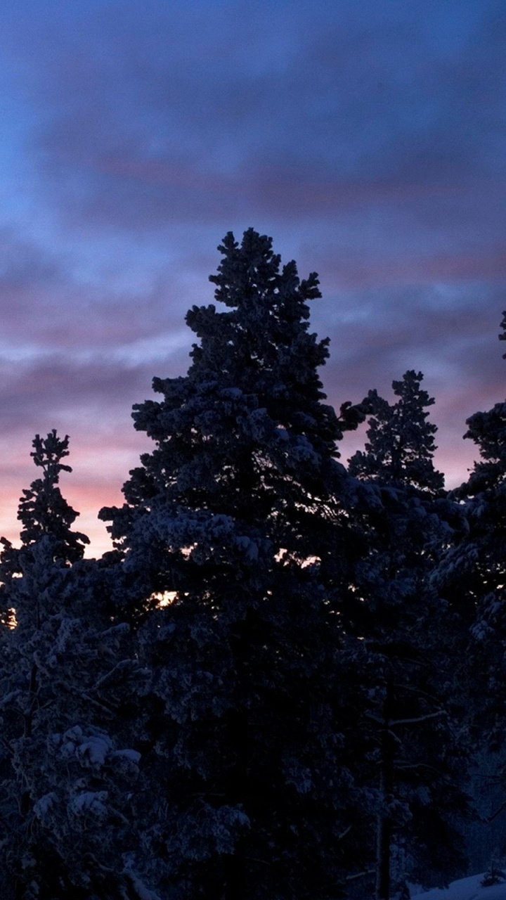 Silhouette of Trees Under Cloudy Sky During Sunset. Wallpaper in 720x1280 Resolution