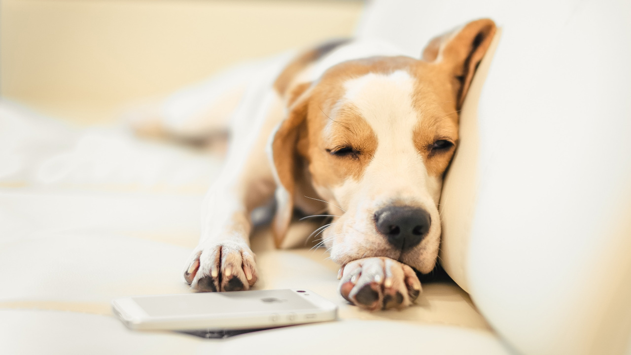 Brown and White Short Coated Dog Lying on White Textile. Wallpaper in 1280x720 Resolution