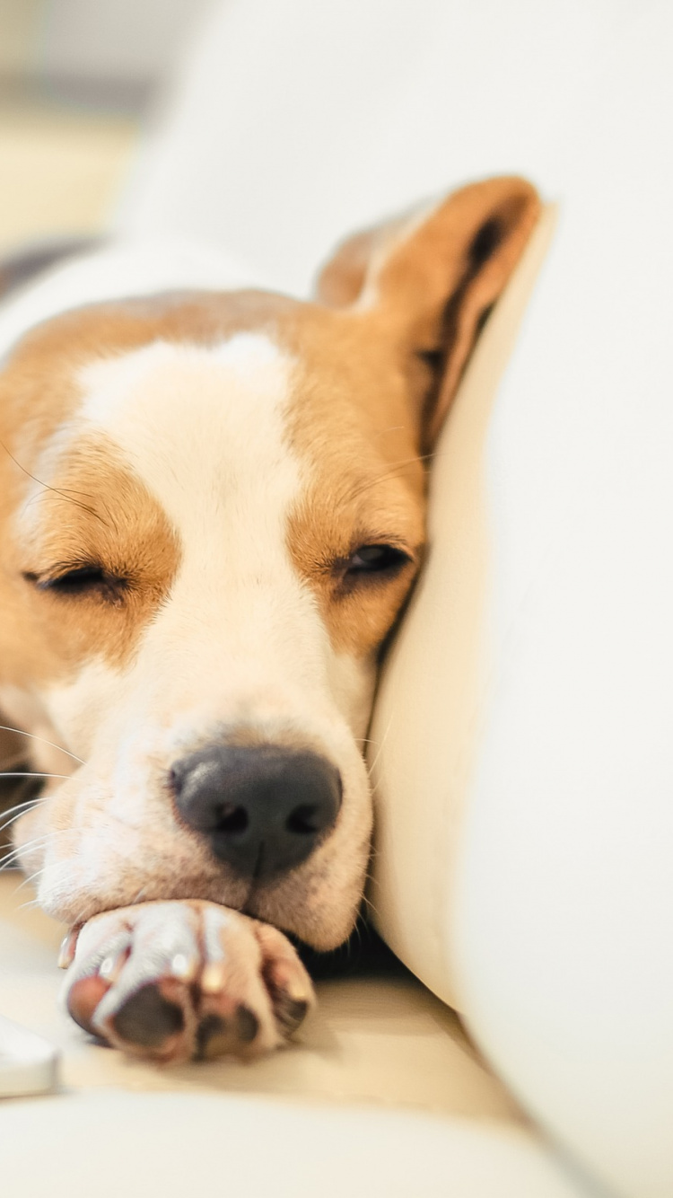 Brown and White Short Coated Dog Lying on White Textile. Wallpaper in 750x1334 Resolution