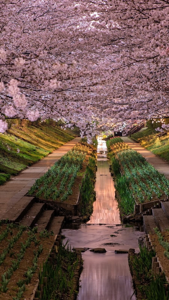 Green Grass and Pink Flower Garden. Wallpaper in 720x1280 Resolution