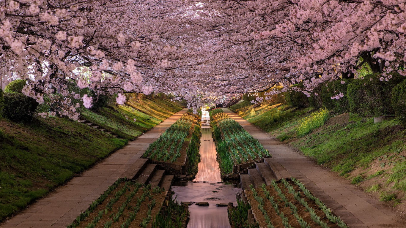 樱花, 开花, 弹簧, 颜色, 工厂 壁纸 1366x768 允许
