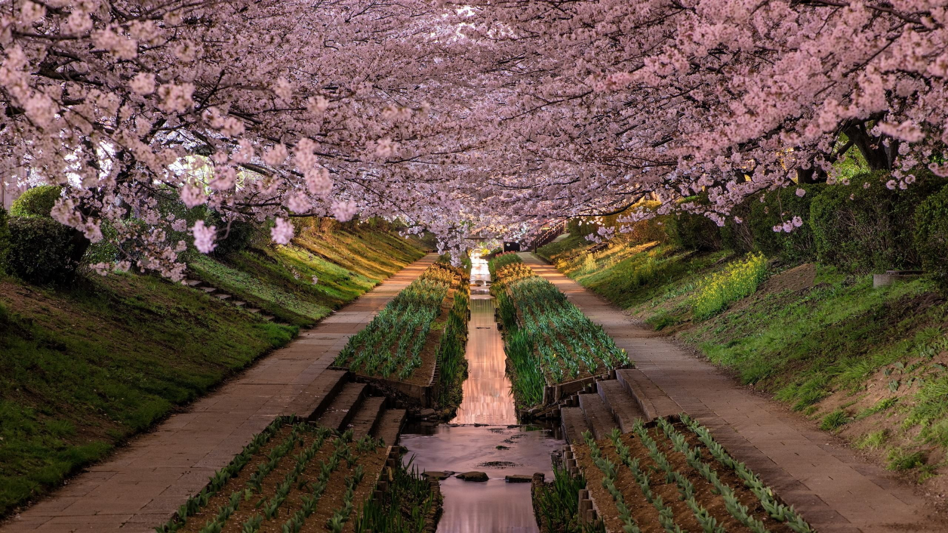 樱花, 开花, 弹簧, 颜色, 工厂 壁纸 1920x1080 允许