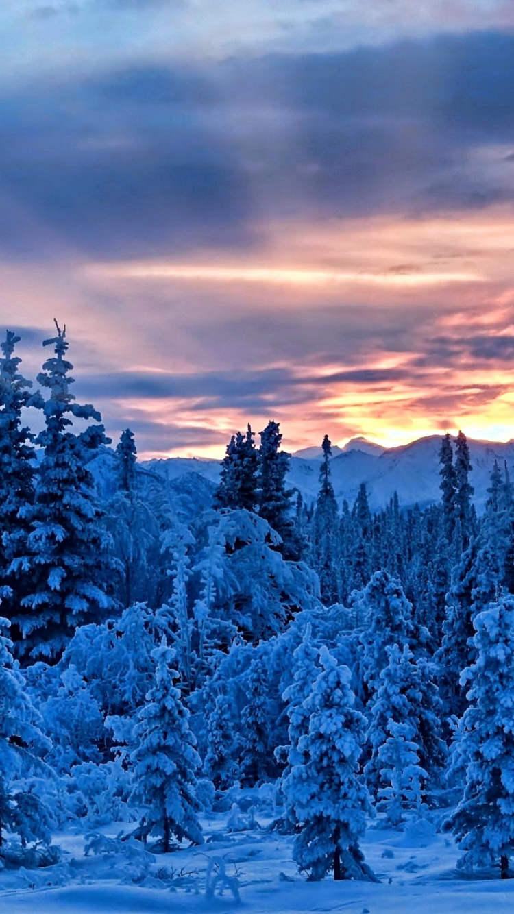 Schneebedeckte Kiefern Unter Bewölktem Himmel Tagsüber. Wallpaper in 750x1334 Resolution