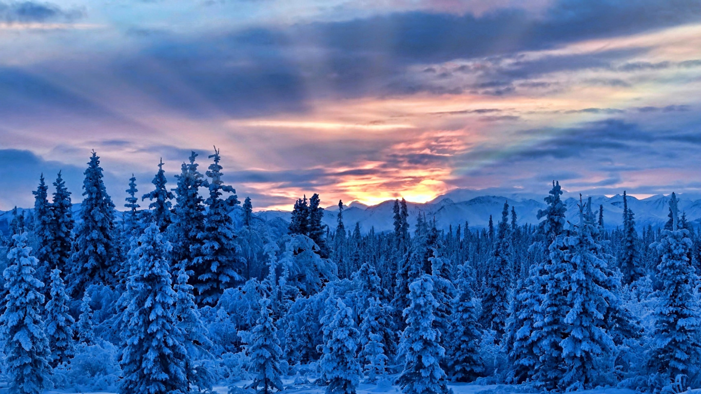 Snow Covered Pine Trees Under Cloudy Sky During Daytime. Wallpaper in 1366x768 Resolution