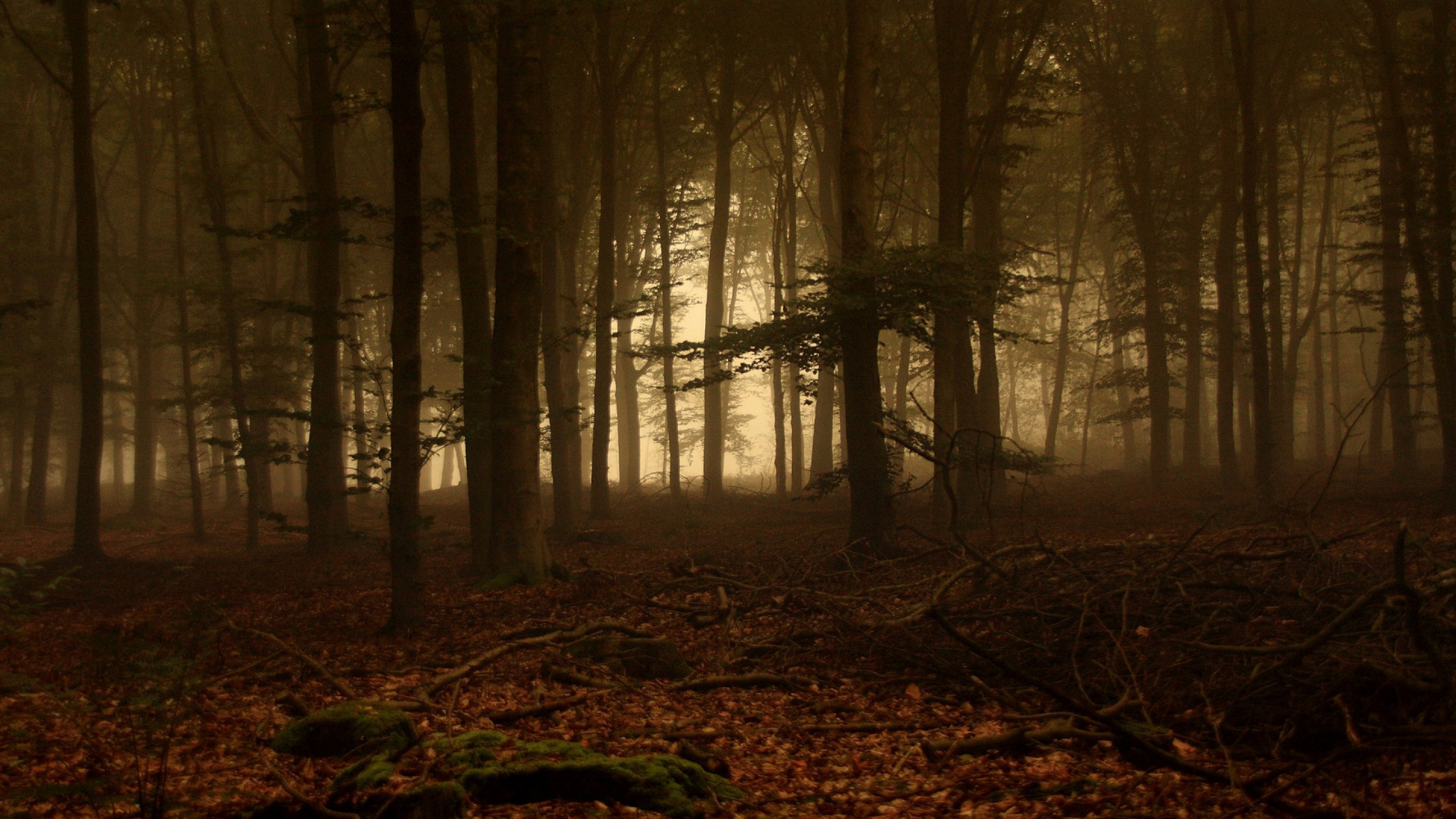 Braune Bäume im Wald Tagsüber. Wallpaper in 2560x1440 Resolution