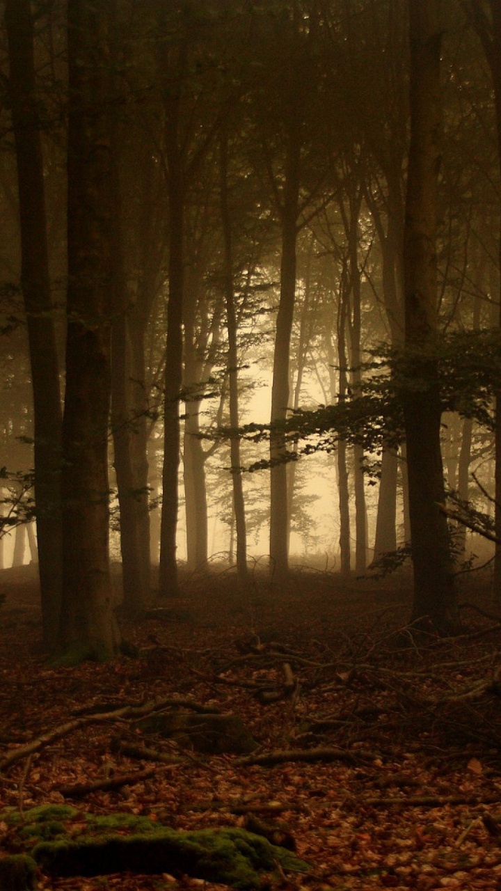 Brown Trees in Forest During Daytime. Wallpaper in 720x1280 Resolution