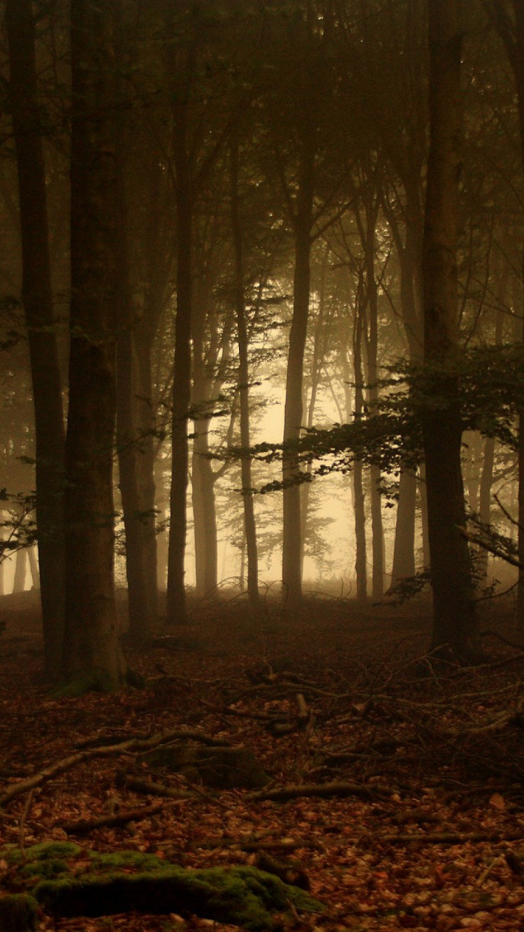 Brown Trees in Forest During Daytime. Wallpaper in 750x1334 Resolution