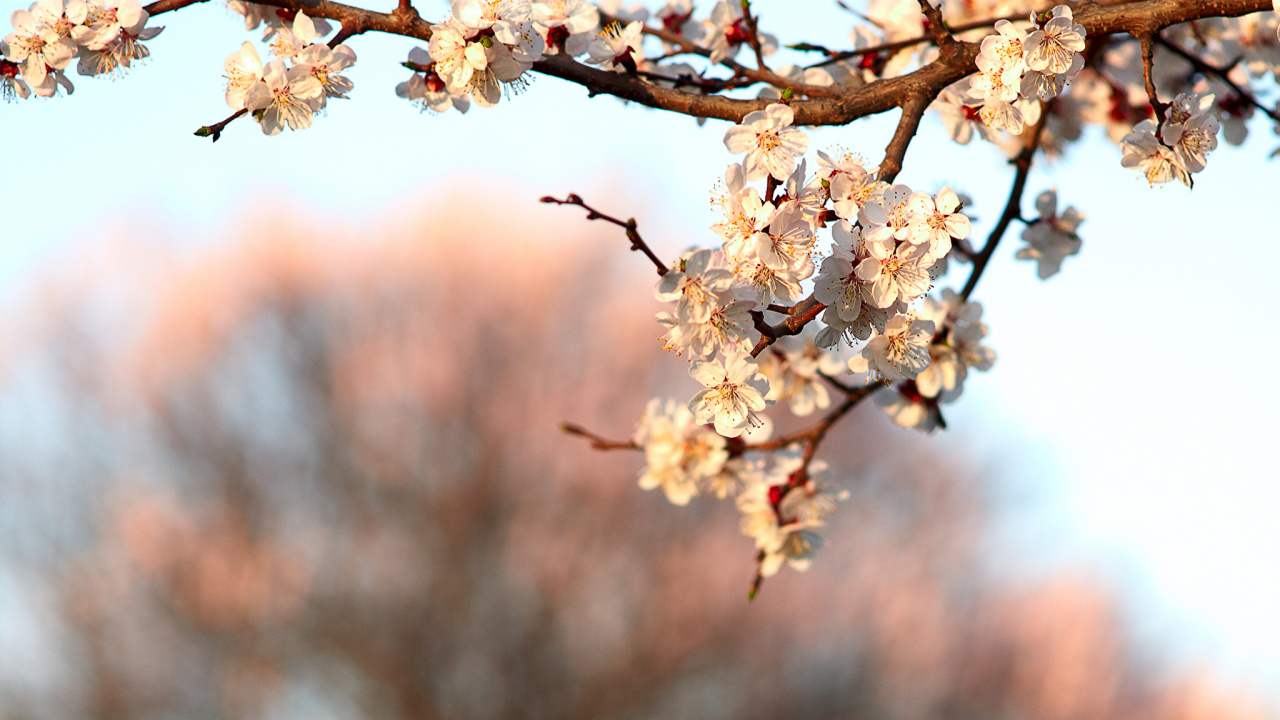 White Cherry Blossom in Close up Photography. Wallpaper in 1280x720 Resolution