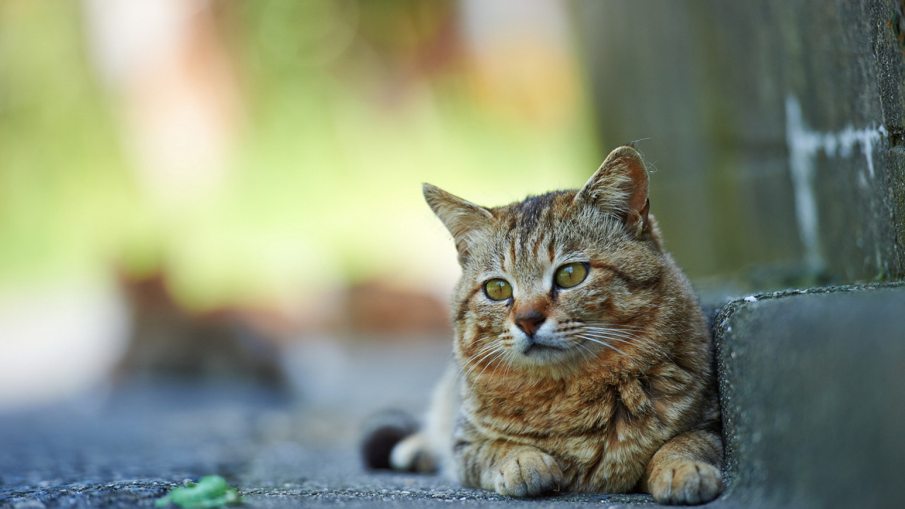 Chat Tigré Brun Sur la Route Pendant la Journée. Wallpaper in 1280x720 Resolution