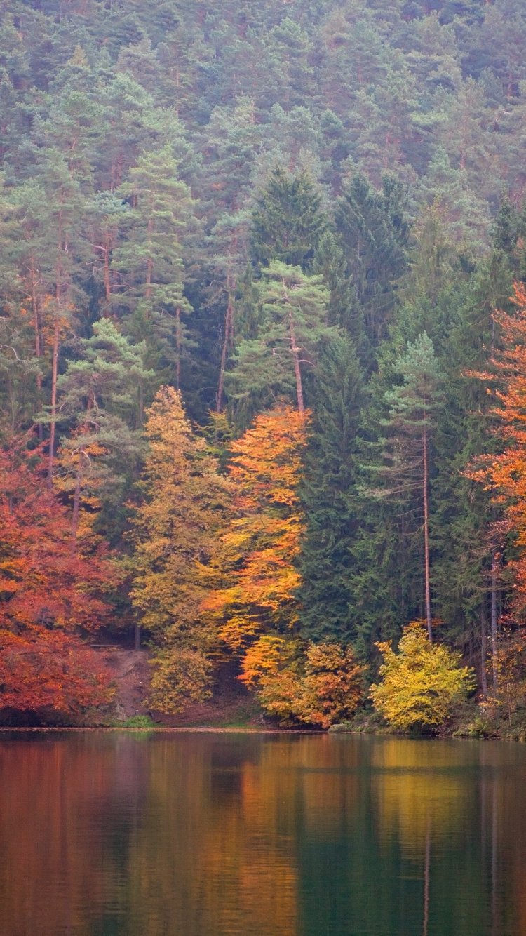 Arbres Verts et Oranges au Bord de la Rivière Pendant la Journée. Wallpaper in 750x1334 Resolution