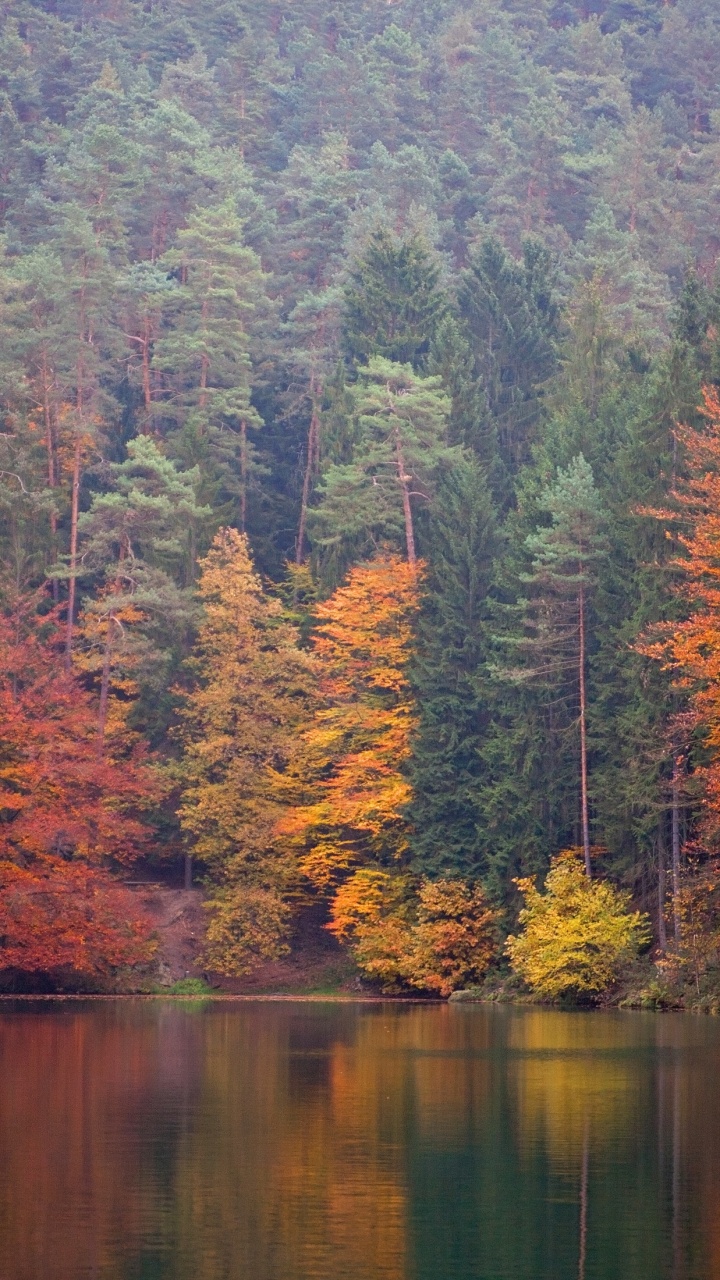 Green and Orange Trees Beside River During Daytime. Wallpaper in 720x1280 Resolution