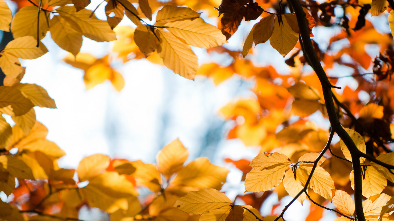 Feuilles Brunes Dans L'objectif à Basculement. Wallpaper in 1366x768 Resolution