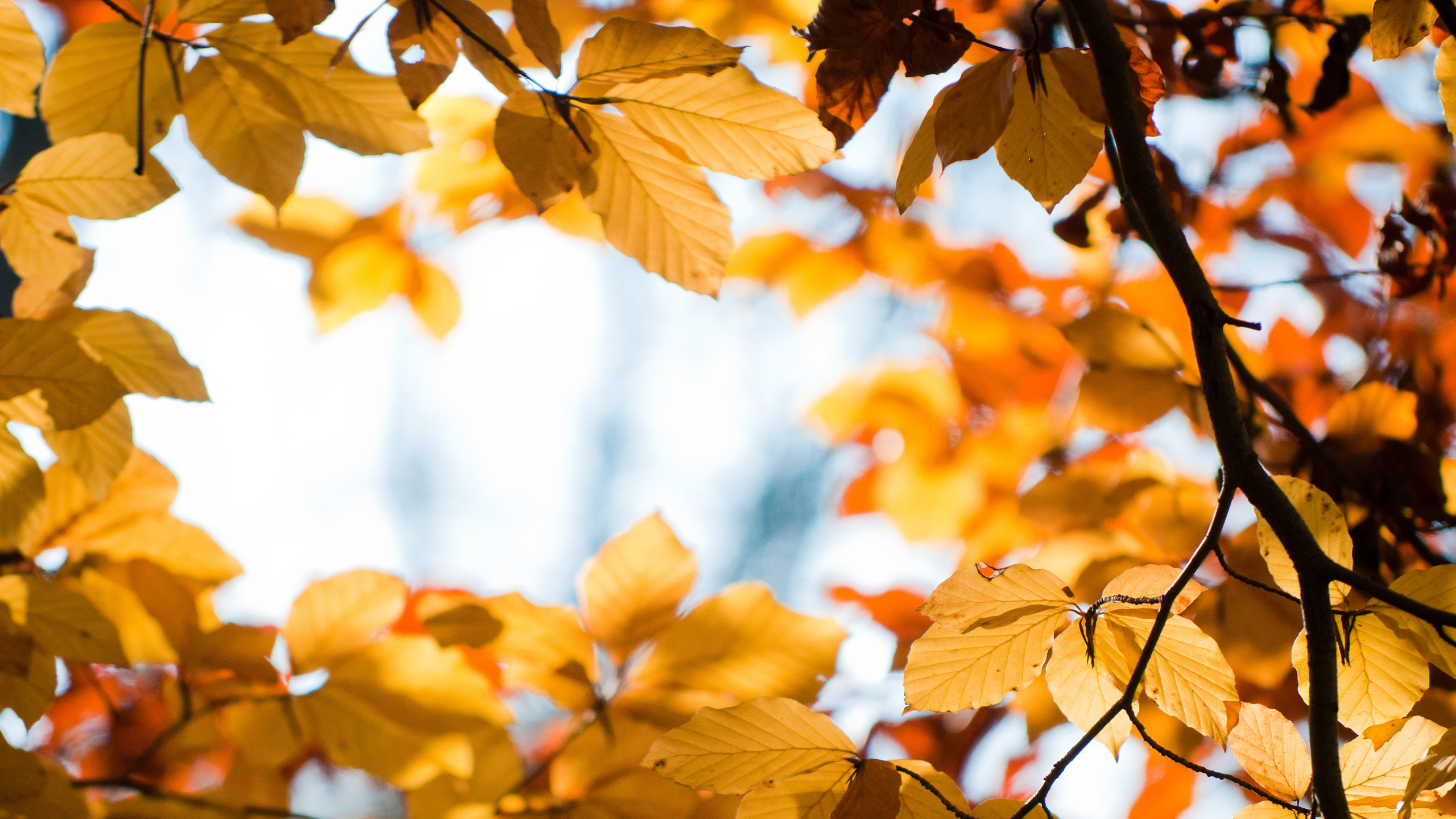 Brown Leaves in Tilt Shift Lens. Wallpaper in 2560x1440 Resolution