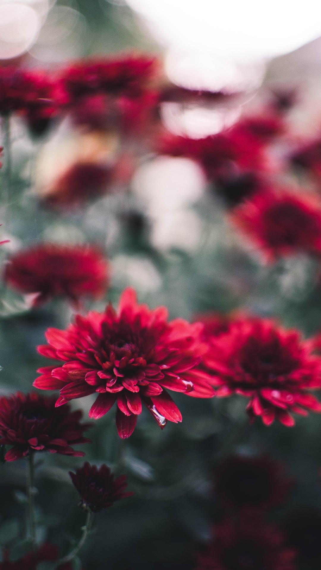 Red Flowers in Tilt Shift Lens. Wallpaper in 1080x1920 Resolution
