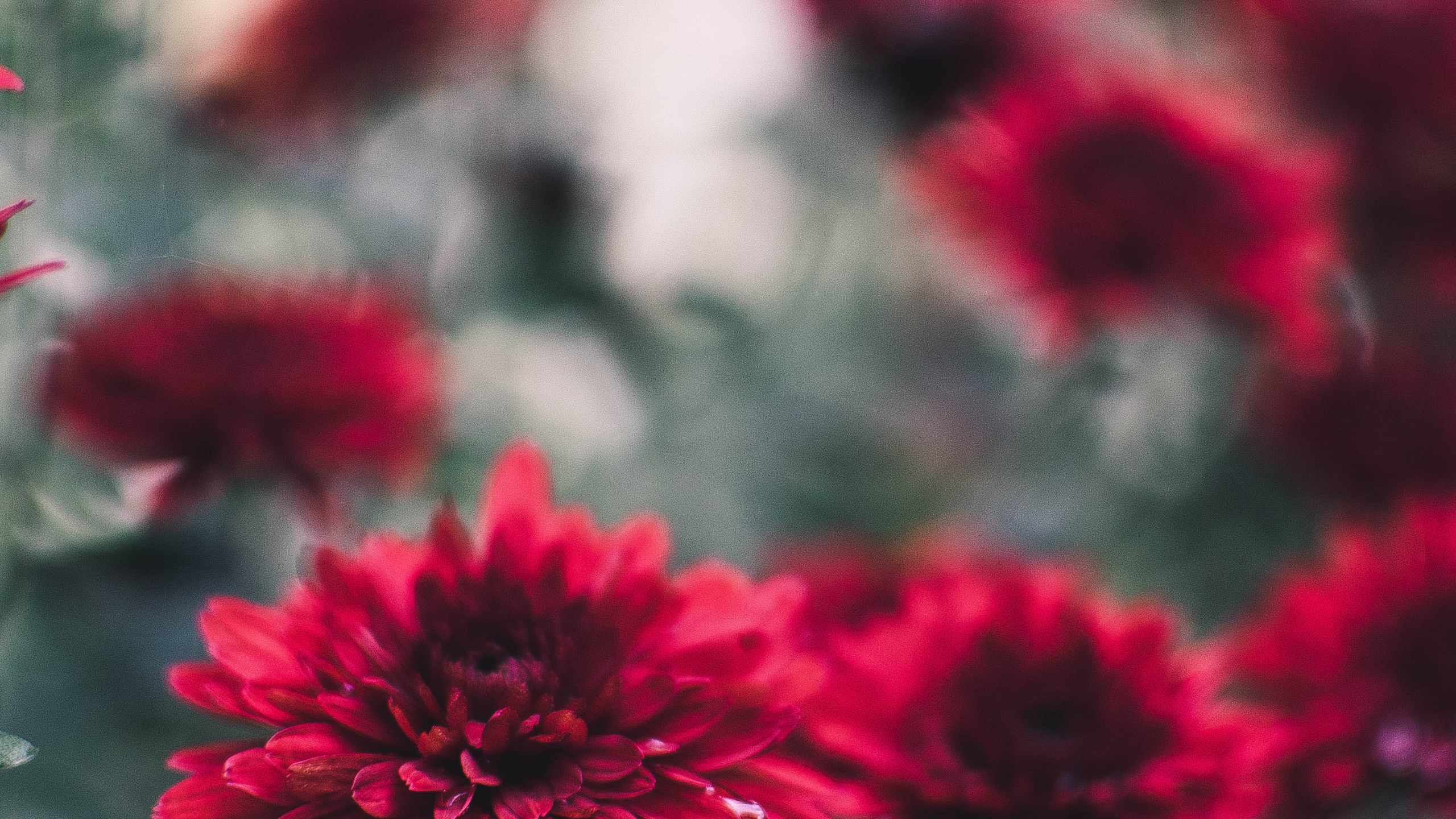 Red Flowers in Tilt Shift Lens. Wallpaper in 2560x1440 Resolution