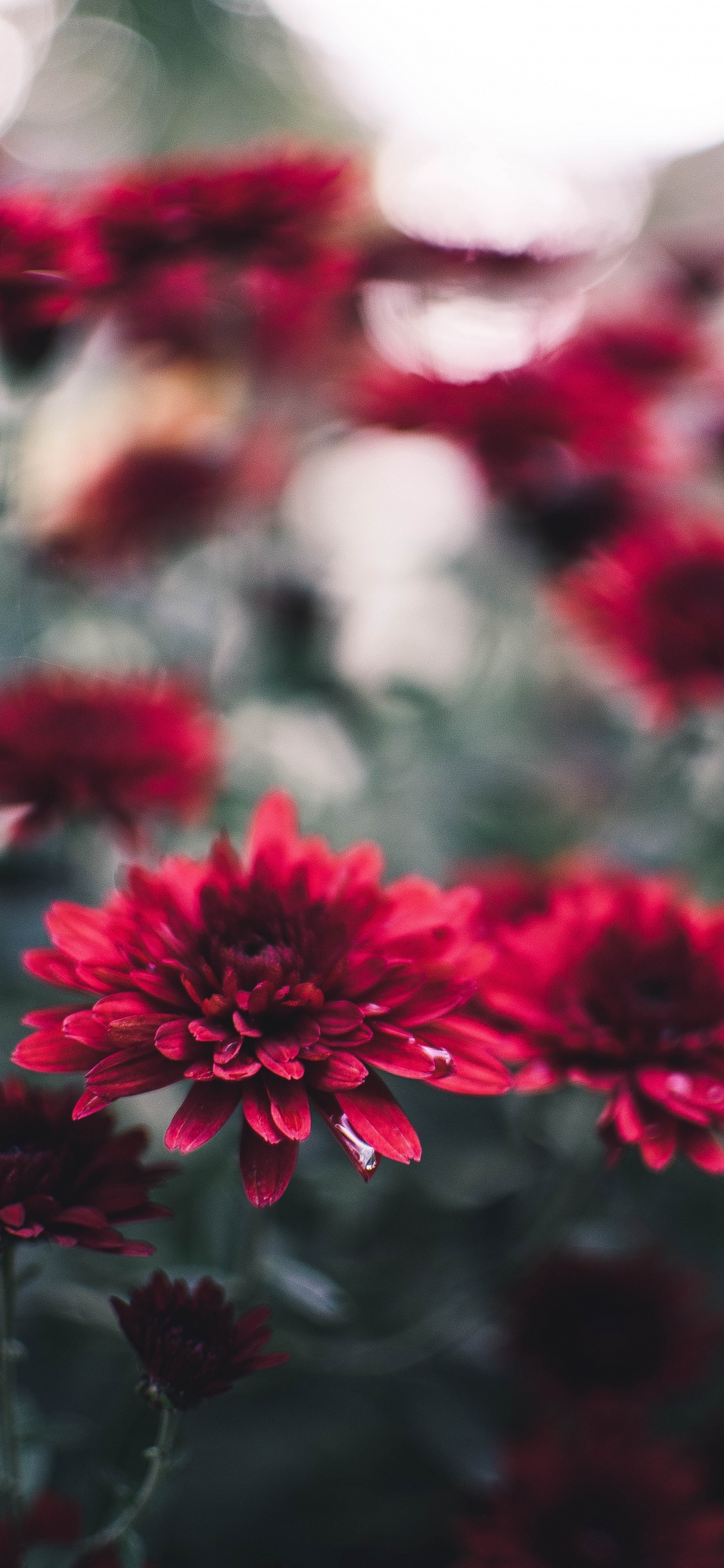 Rote Blumen in Tilt-Shift-Linse. Wallpaper in 1125x2436 Resolution