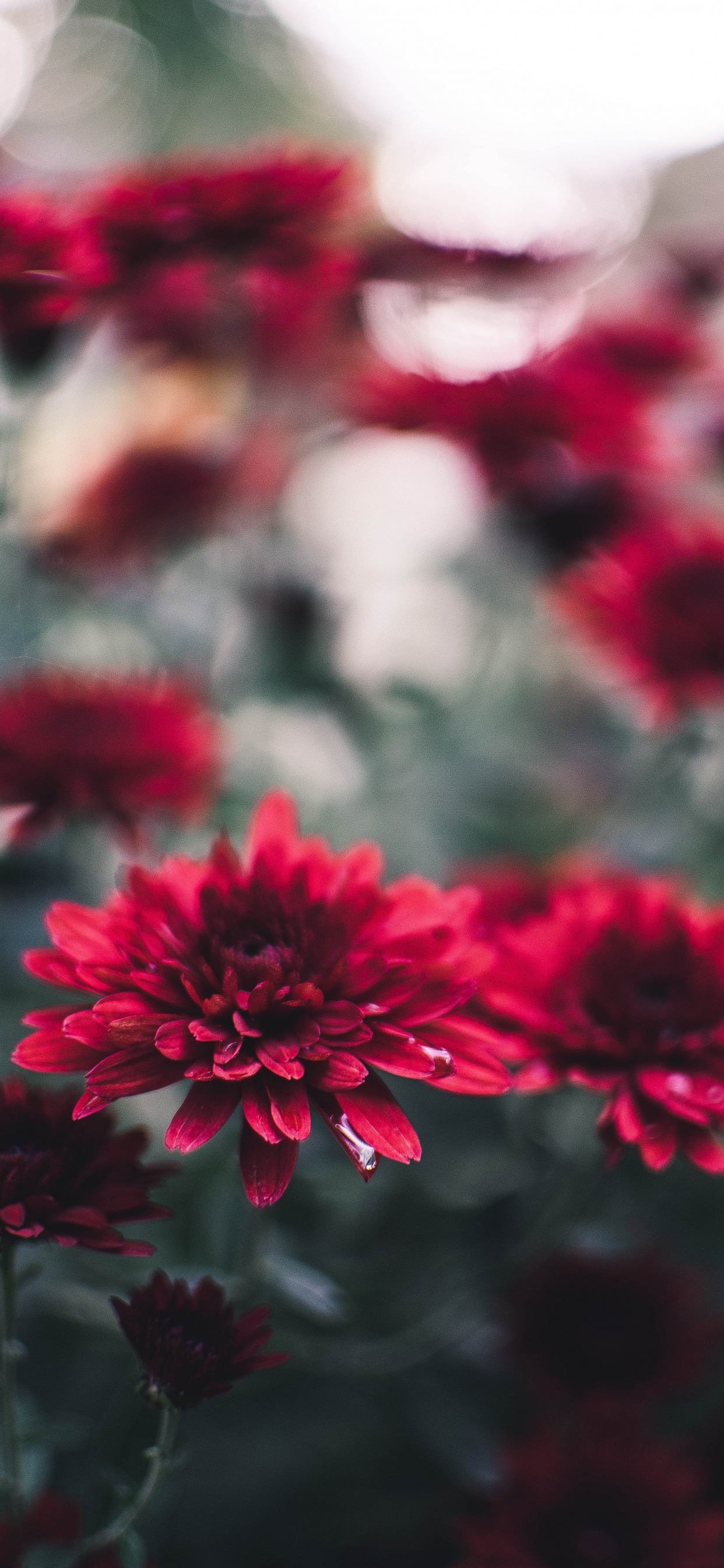 Rote Blumen in Tilt-Shift-Linse. Wallpaper in 1242x2688 Resolution