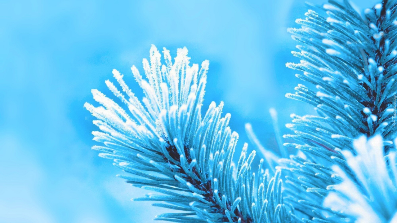 Green Plant in Close up Photography. Wallpaper in 1280x720 Resolution