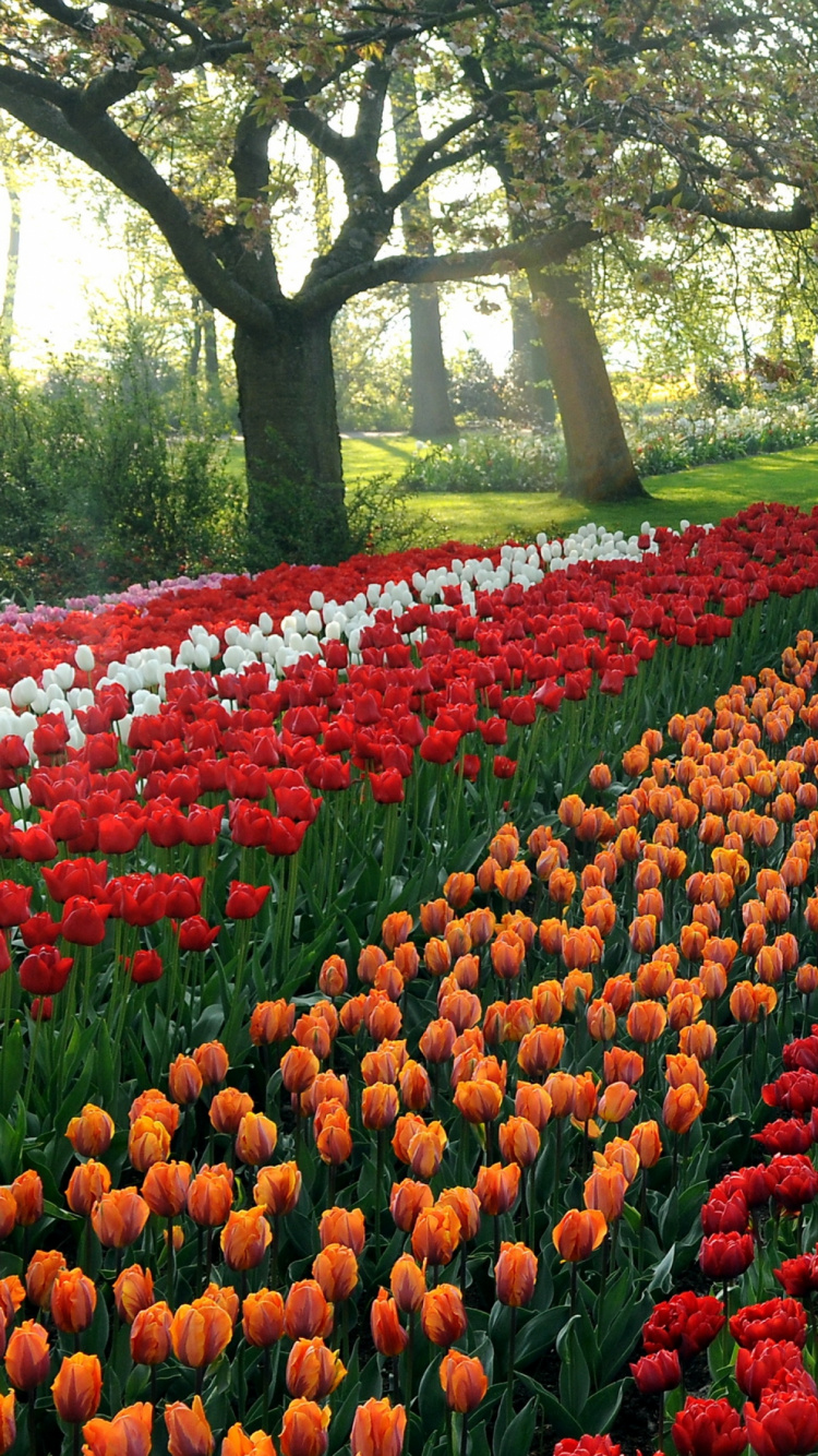 Campo de Flores Rojas y Moradas. Wallpaper in 750x1334 Resolution