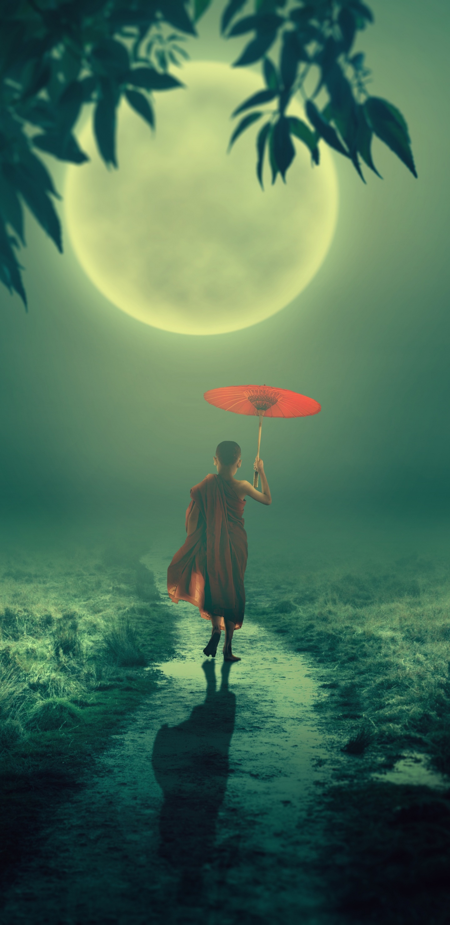 Moine, Nature, Green, Lumière, Atmosphère. Wallpaper in 1440x2960 Resolution