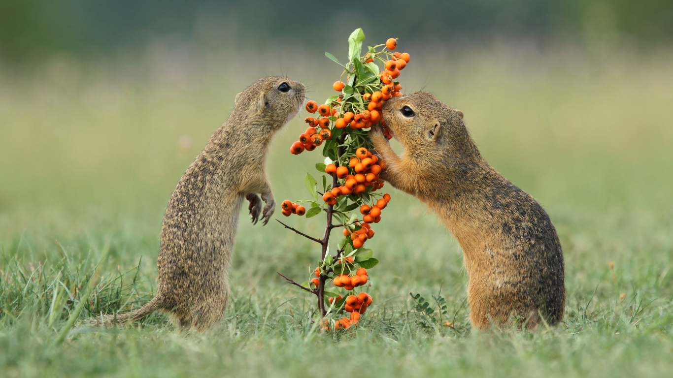 Rodents, Squirrels, Spermophilus, Red Fox, Gopher. Wallpaper in 1366x768 Resolution
