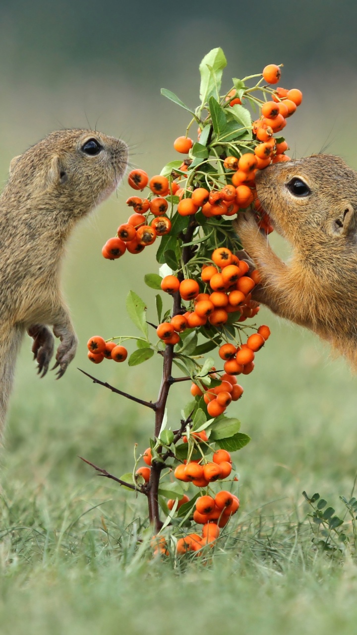 Rodents, Squirrels, Spermophilus, Red Fox, Gopher. Wallpaper in 720x1280 Resolution