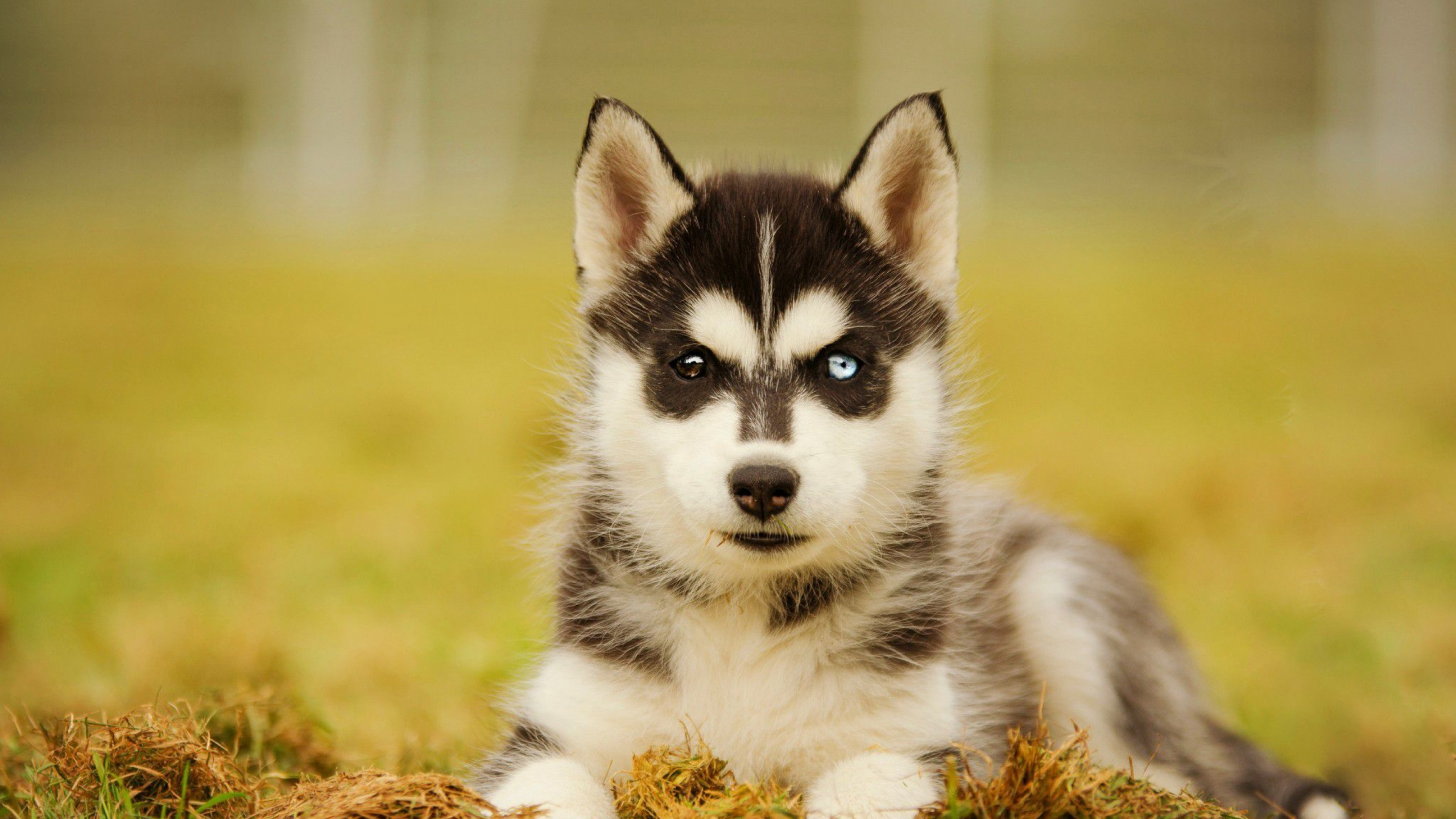 Schwarz-Weiß-Welpen Des Sibirischen Huskys Auf Braunen Getrockneten Blättern. Wallpaper in 2560x1440 Resolution