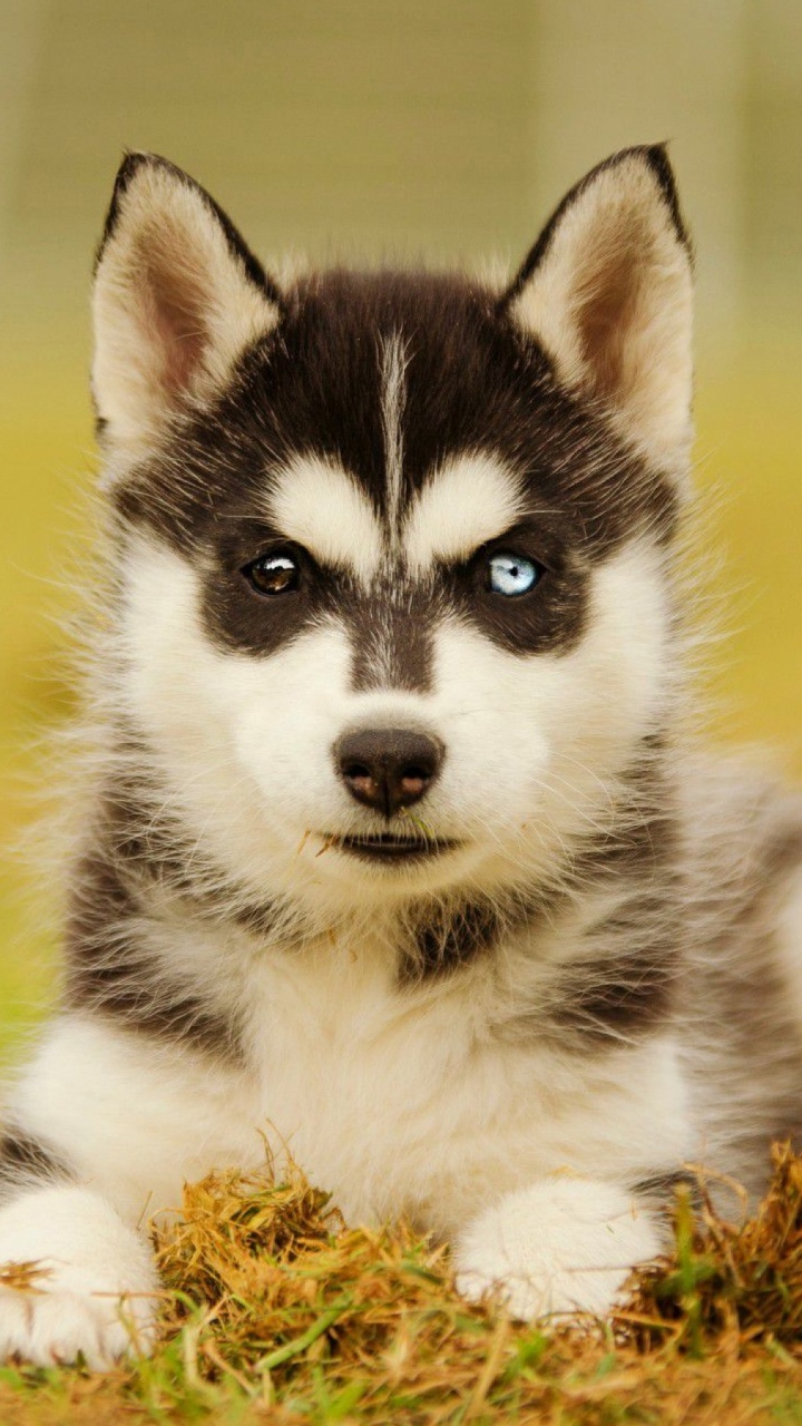 Schwarz-Weiß-Welpen Des Sibirischen Huskys Auf Braunen Getrockneten Blättern. Wallpaper in 720x1280 Resolution