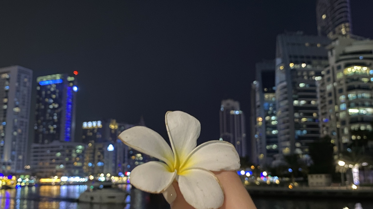 Reflection, Water, Finger, Petal, Flower. Wallpaper in 1280x720 Resolution