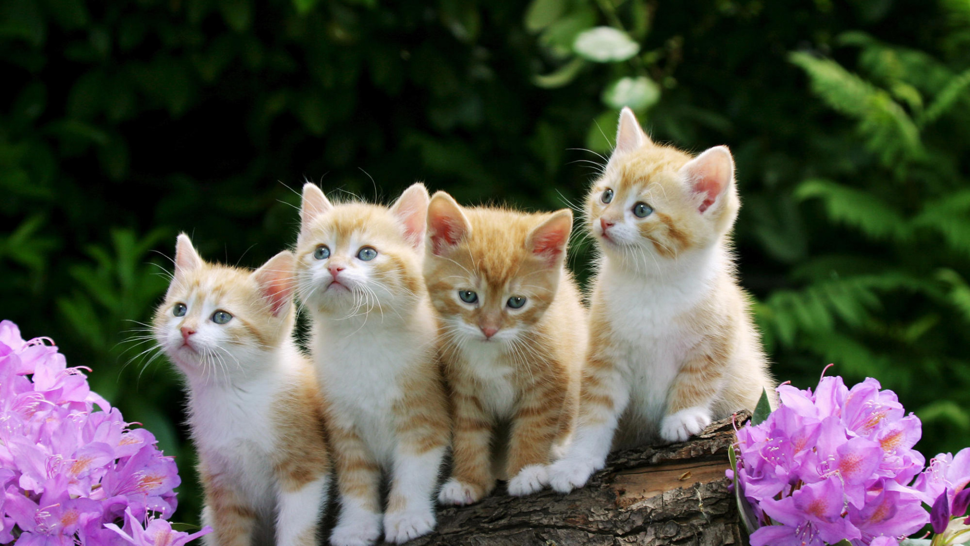 小猫, 可爱, 胡须, 欧洲短毛猫, 鼠 壁纸 1920x1080 允许