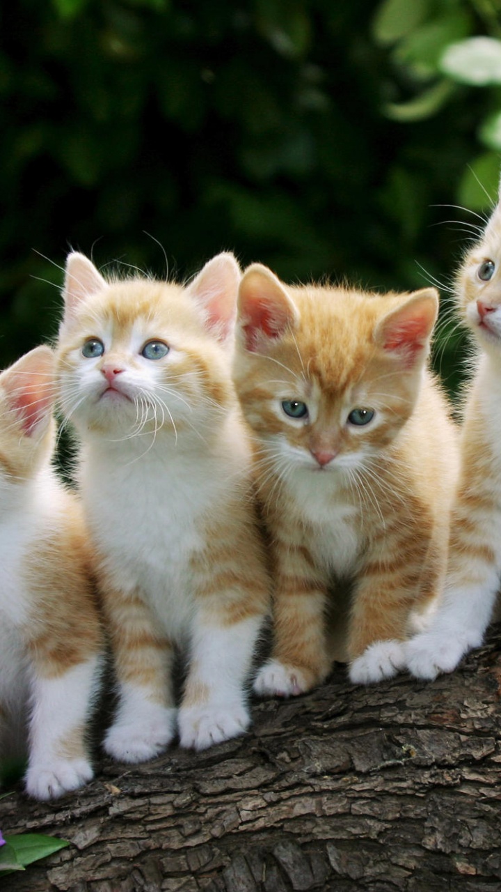 Chaton Tabby Orange et Blanc Sur Tronc D'arbre Brun. Wallpaper in 720x1280 Resolution