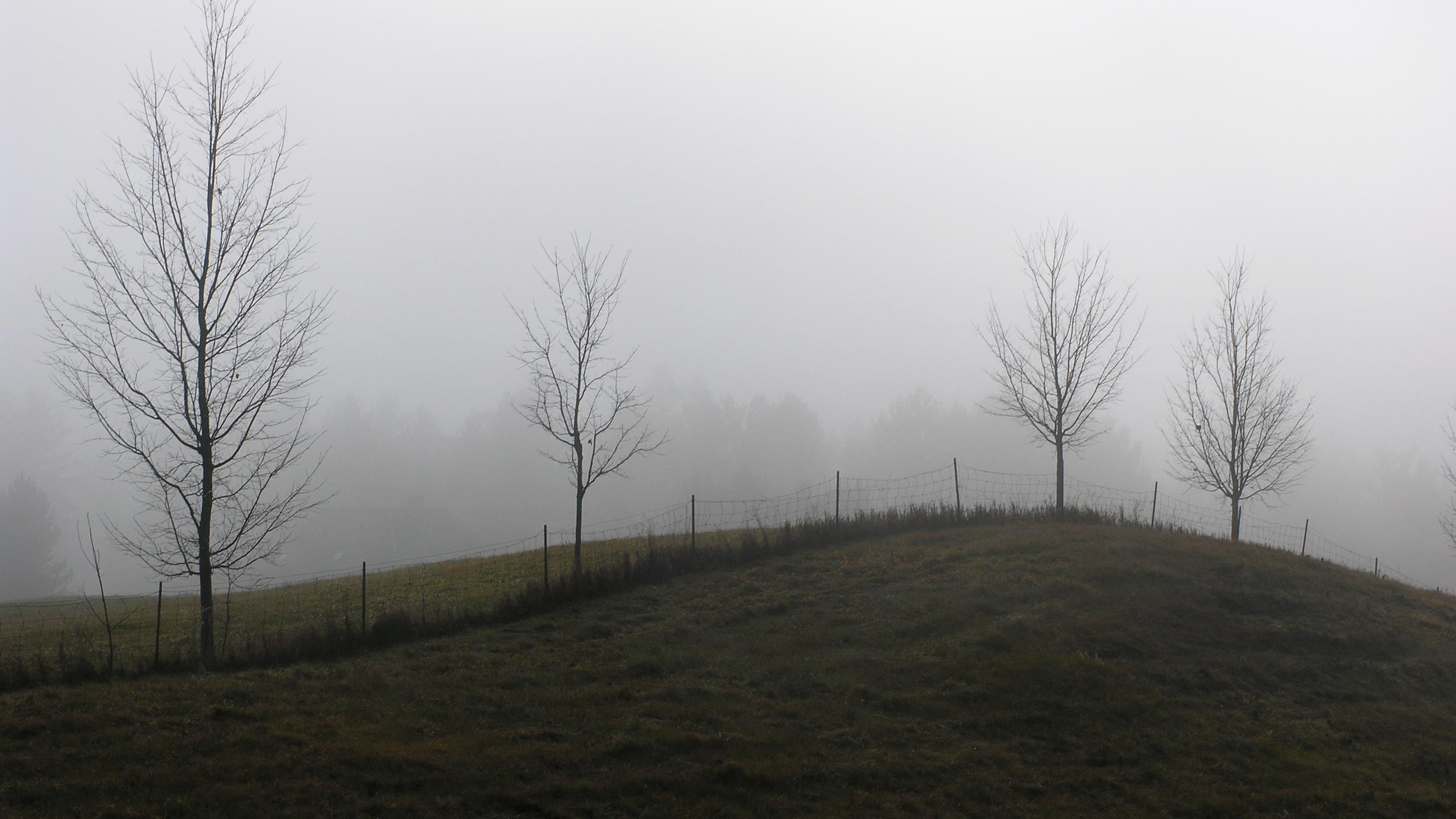 Árboles Desnudos en el Campo de Hierba Verde Bajo un Cielo Blanco Durante el Día. Wallpaper in 2560x1440 Resolution