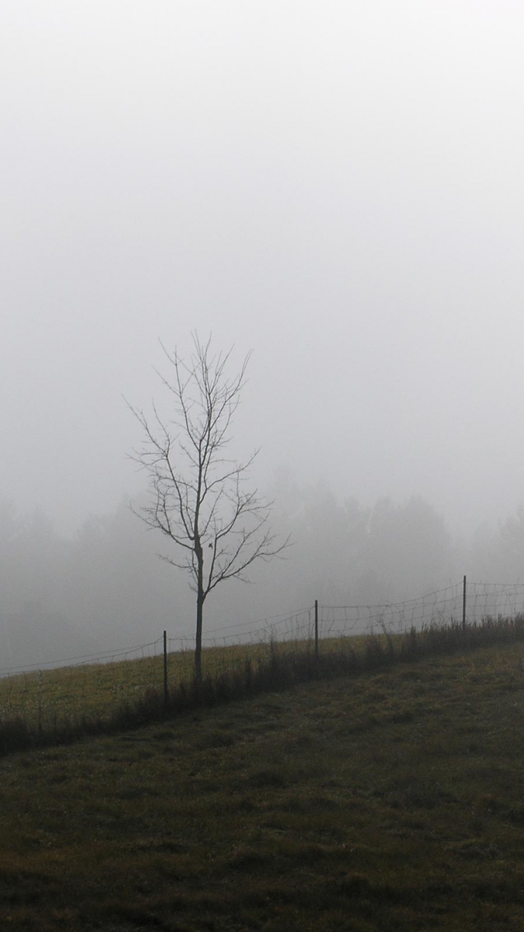 Árboles Desnudos en el Campo de Hierba Verde Bajo un Cielo Blanco Durante el Día. Wallpaper in 750x1334 Resolution